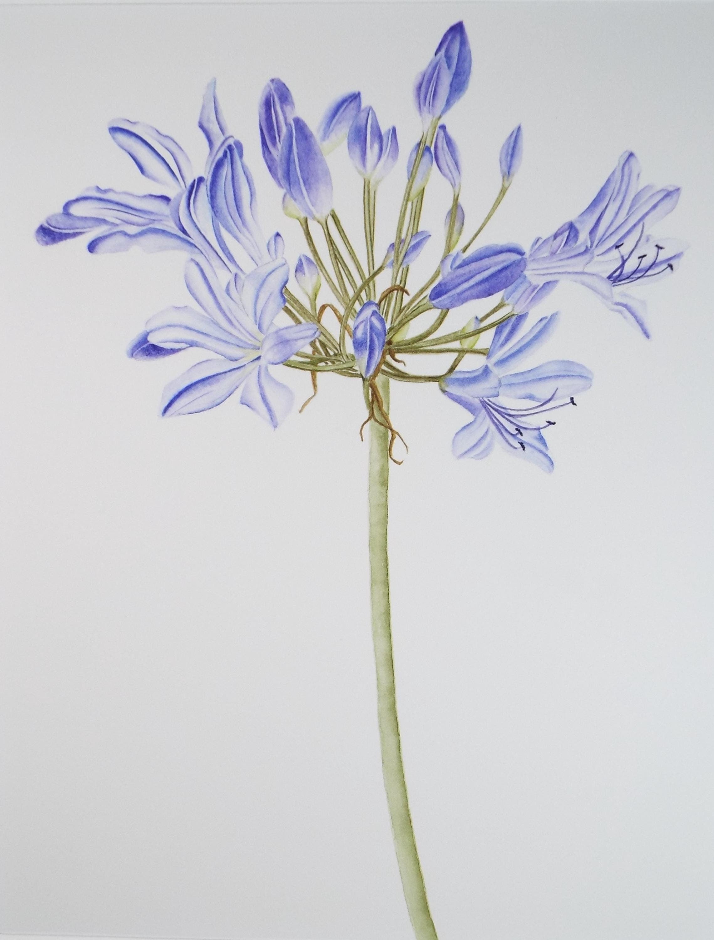 Original Watercolour, 'Agapanthus - Lily of the Nile', Circa 1990's, Diane Bowley (20th Century, British)