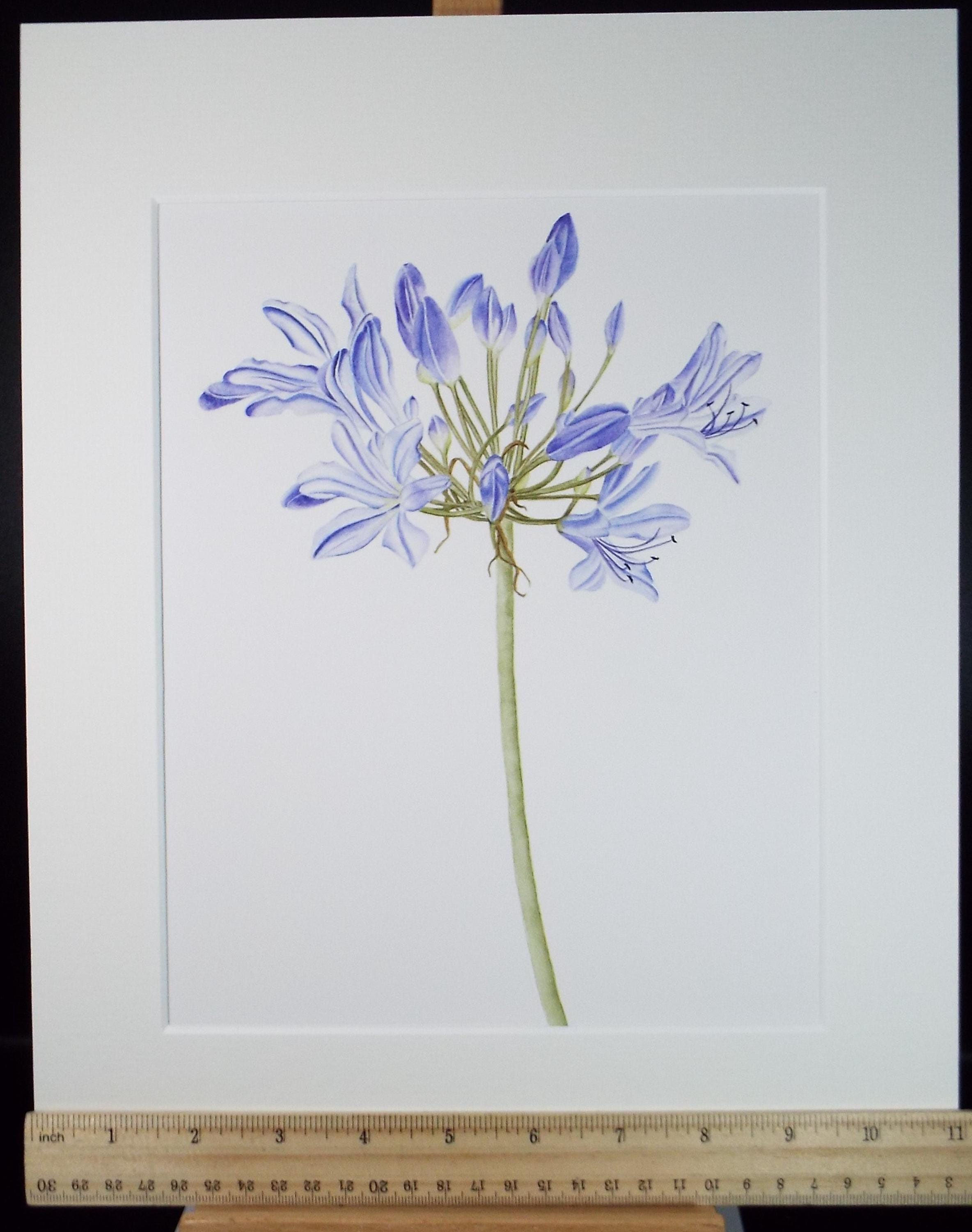 Original Watercolour, 'Agapanthus - Lily of the Nile', Circa 1990's, Diane Bowley (20th Century, British)