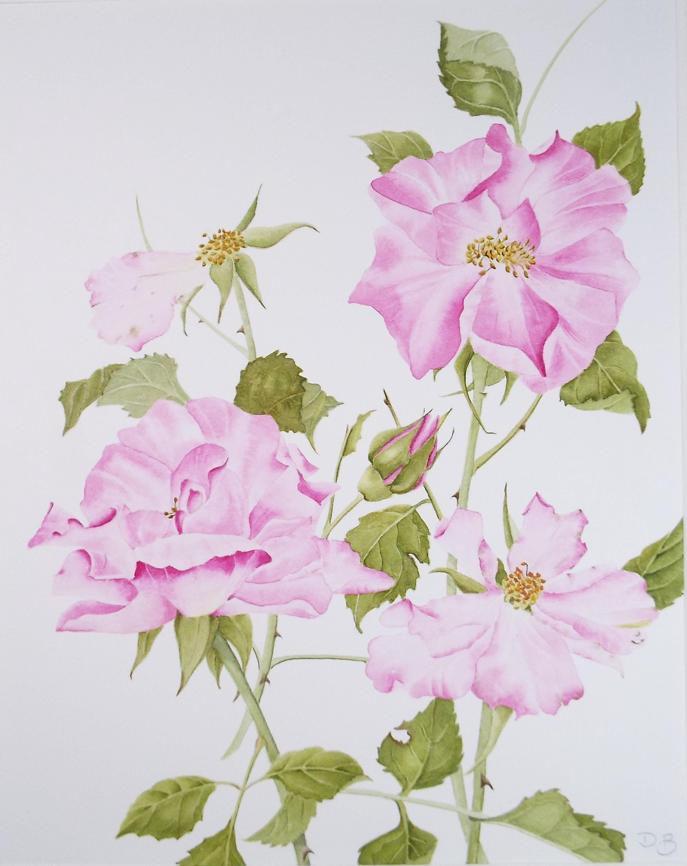 Original Watercolour, 'Wild Roses', Circa 1990's, Diane Bowley (20th Century, British)