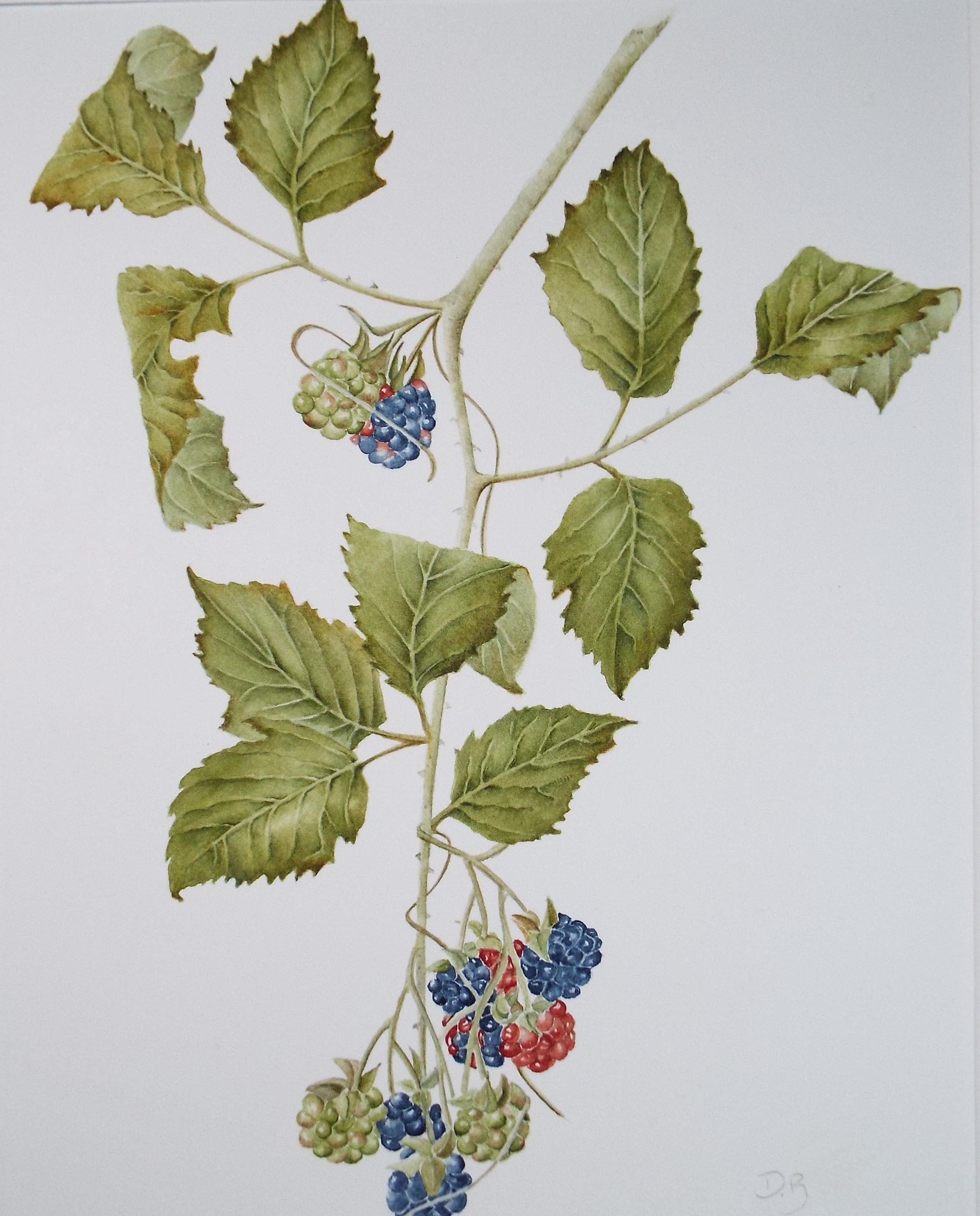 Original Watercolour, 'Blackberries', Circa 1990's, Diane Bowley (20th Century, British)