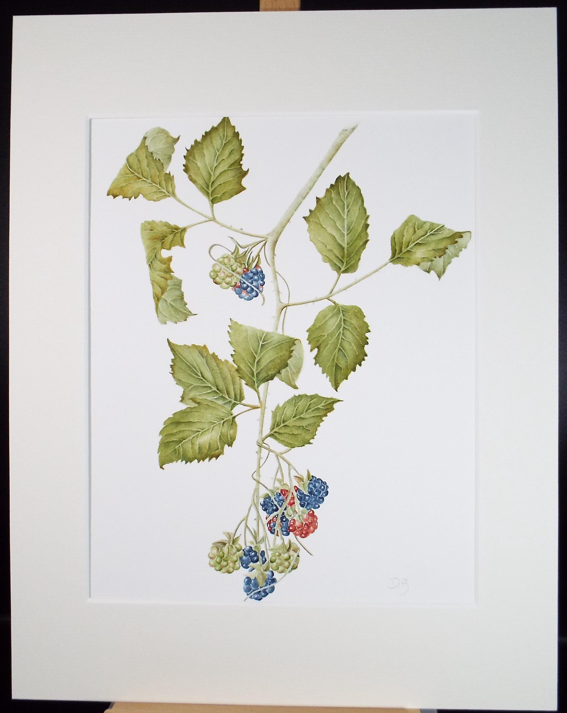 Original Watercolour, 'Blackberries', Circa 1990's, Diane Bowley (20th Century, British)