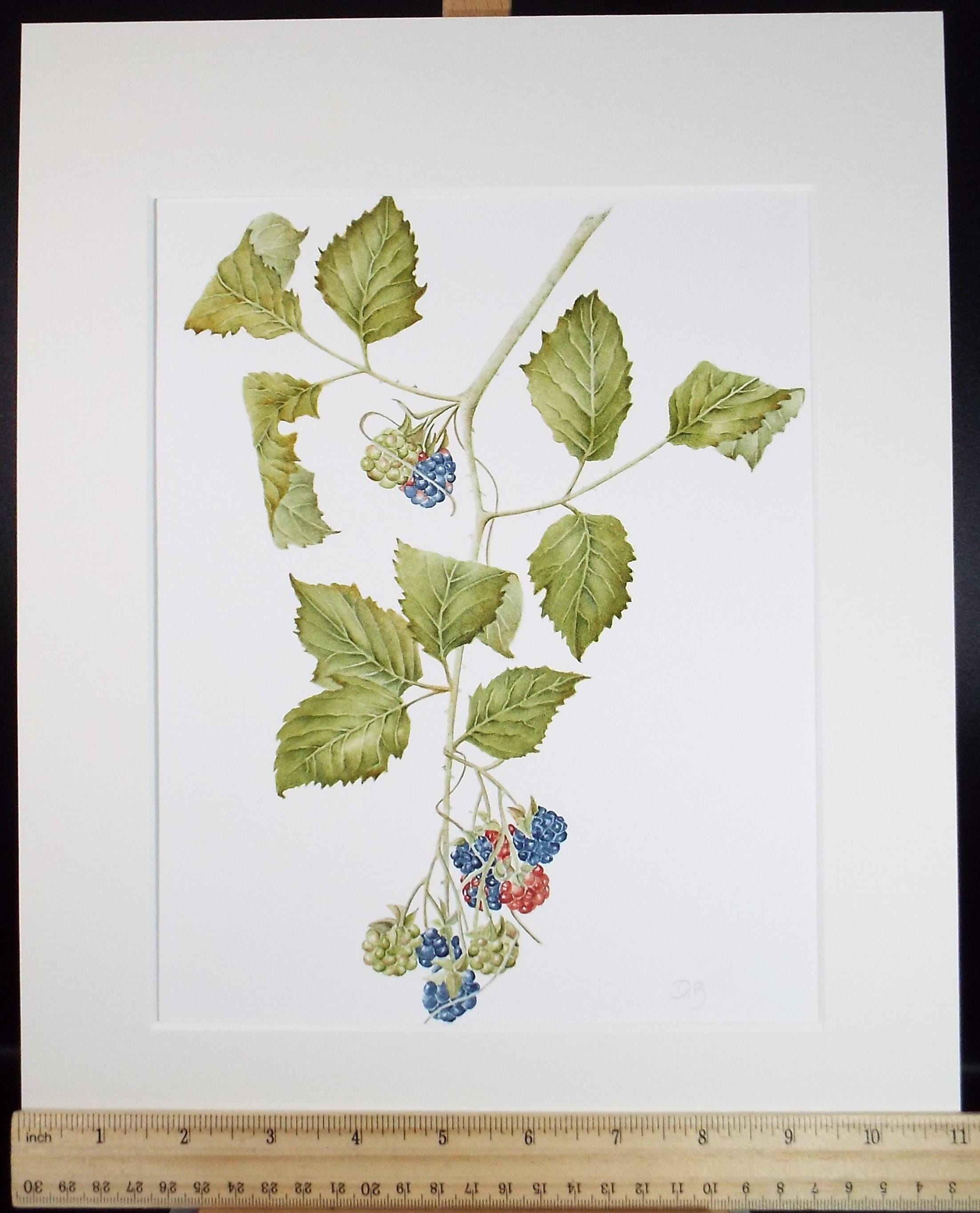 Original Watercolour, 'Blackberries', Circa 1990's, Diane Bowley (20th Century, British)