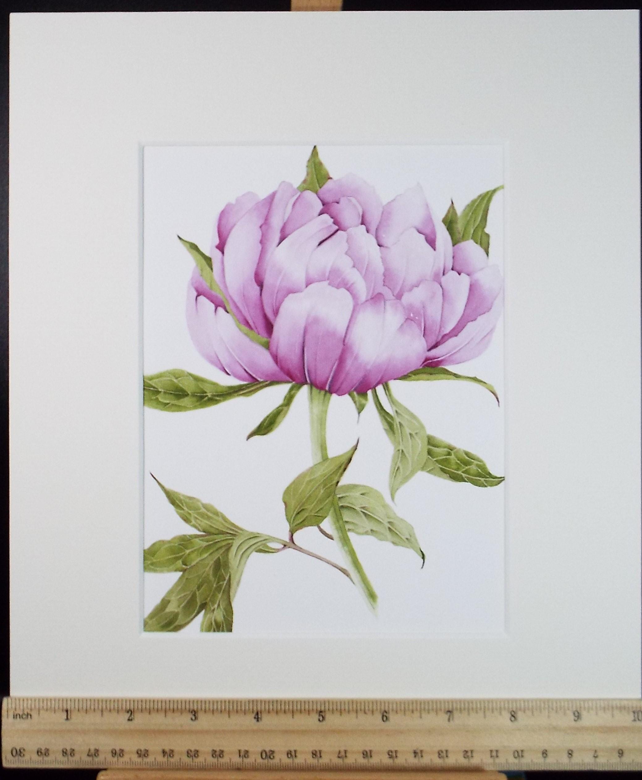Original Watercolour, 'Peony', Circa 1990's, Diane Bowley (20th Century, British)