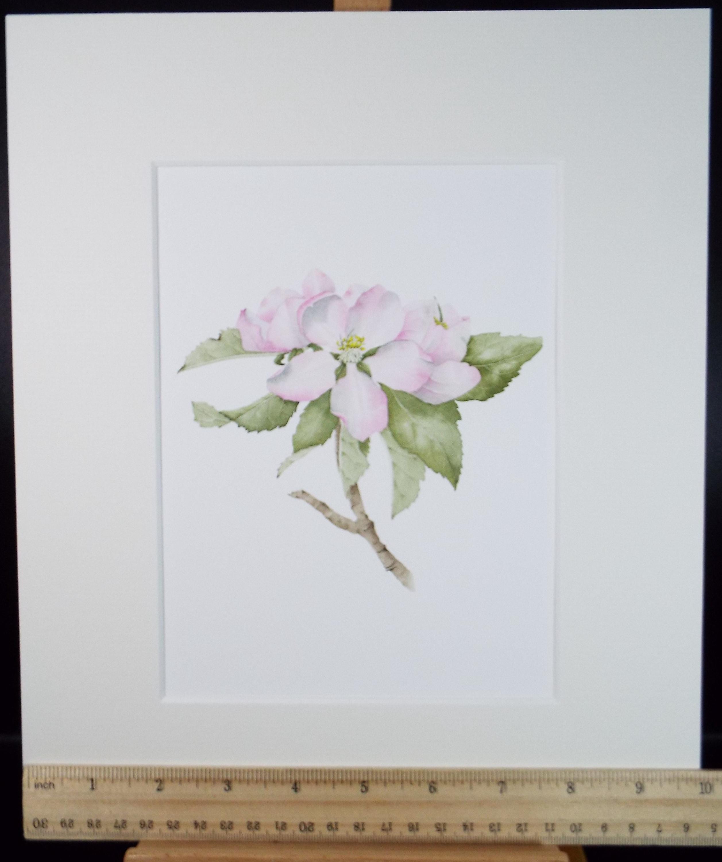 Original Watercolour, 'Apple Blossom', Circa 1990's, Diane Bowley (20th Century, British)
