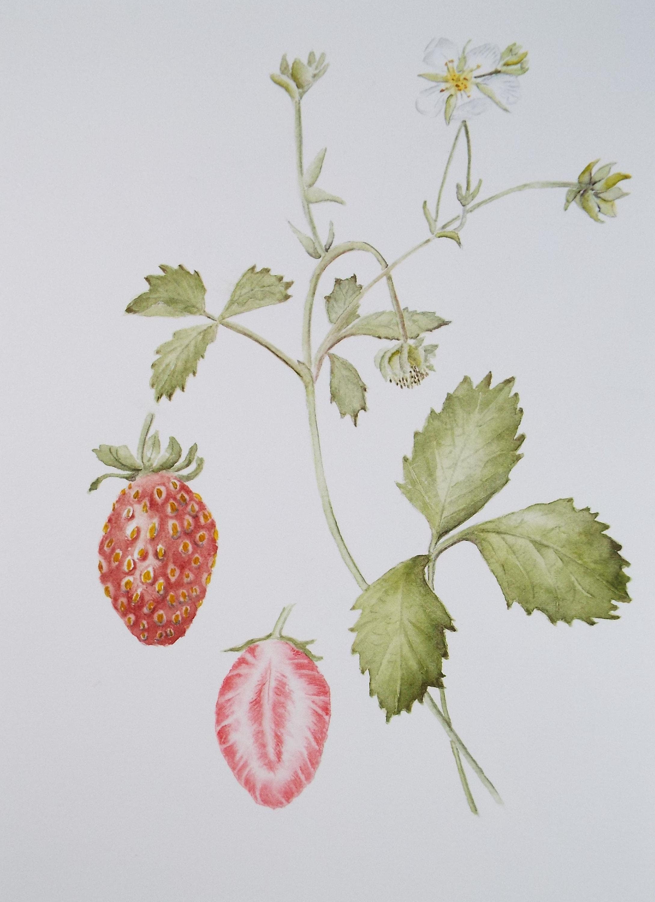 Original Watercolour, 'Strawberries', Circa 1990's, Diane Bowley (20th Century, British)