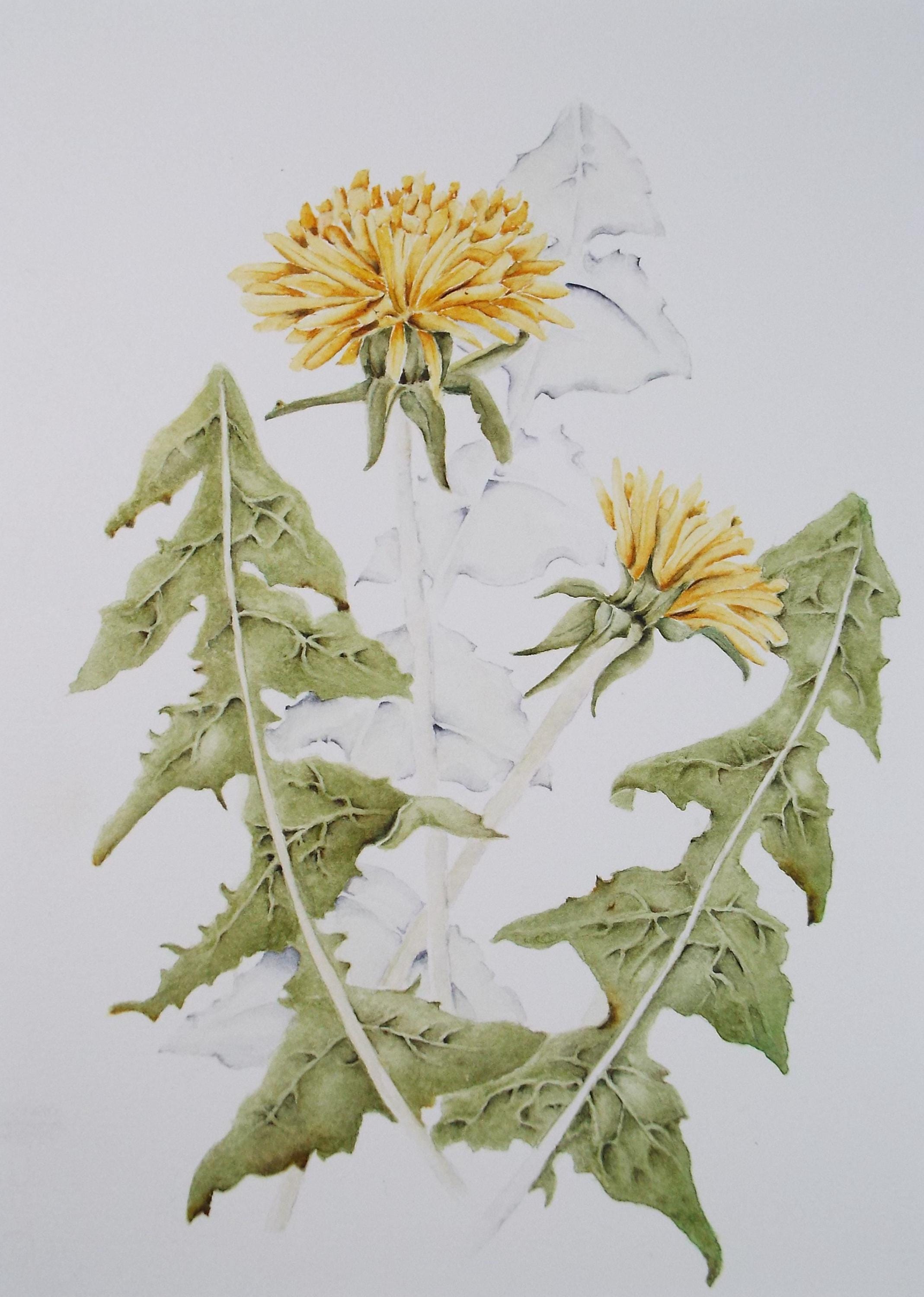 Original Watercolour, 'Dandylion', Circa 1990's, Diane Bowley (20th Century, British)