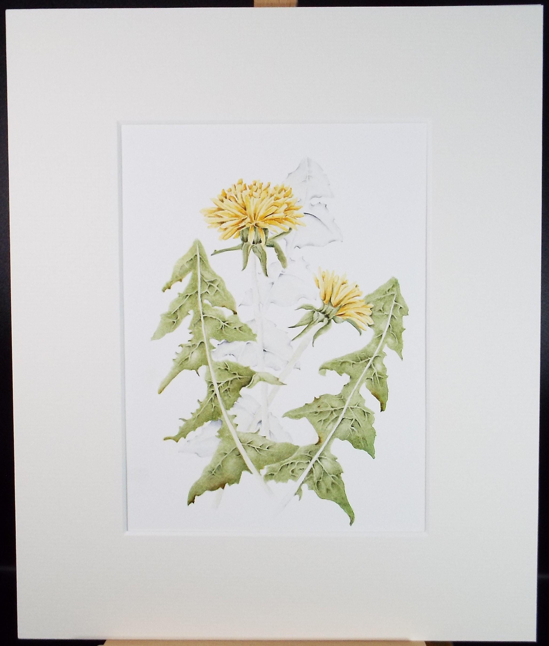 Original Watercolour, 'Dandylion', Circa 1990's, Diane Bowley (20th Century, British)