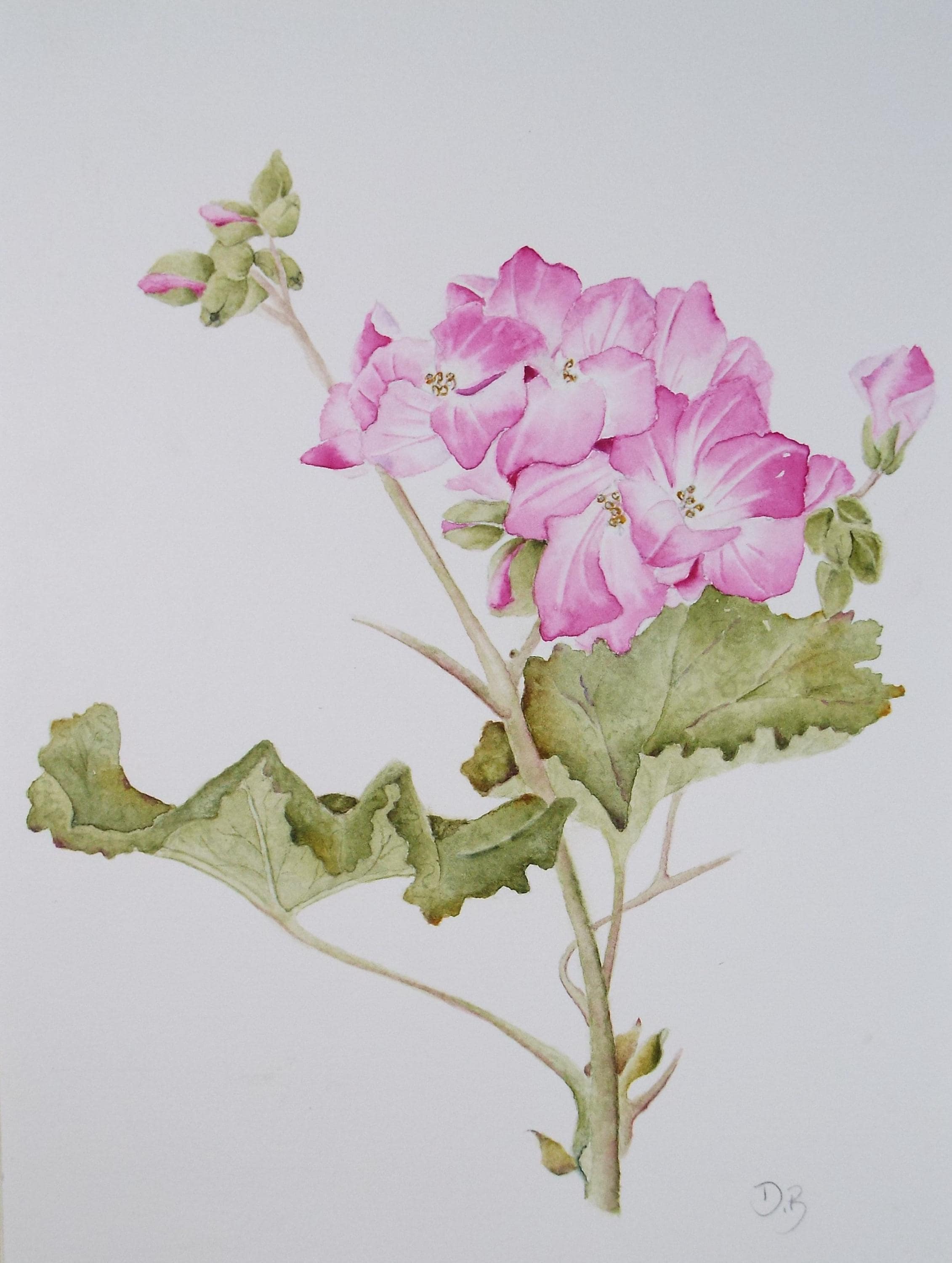 Original Watercolour, 'Pelargonium', Circa 1990's, Diane Bowley (20th Century, British)