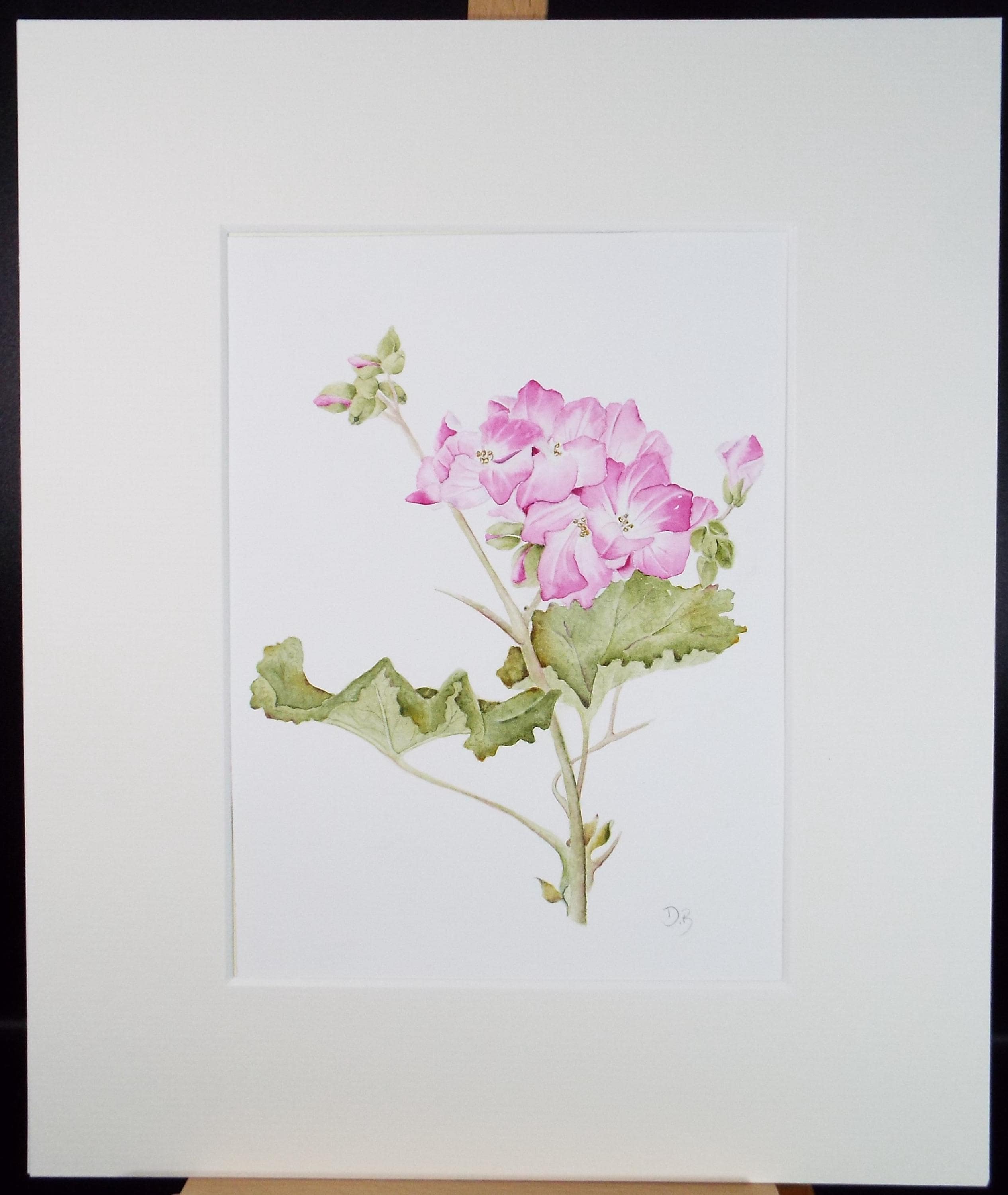 Original Watercolour, 'Pelargonium', Circa 1990's, Diane Bowley (20th Century, British)