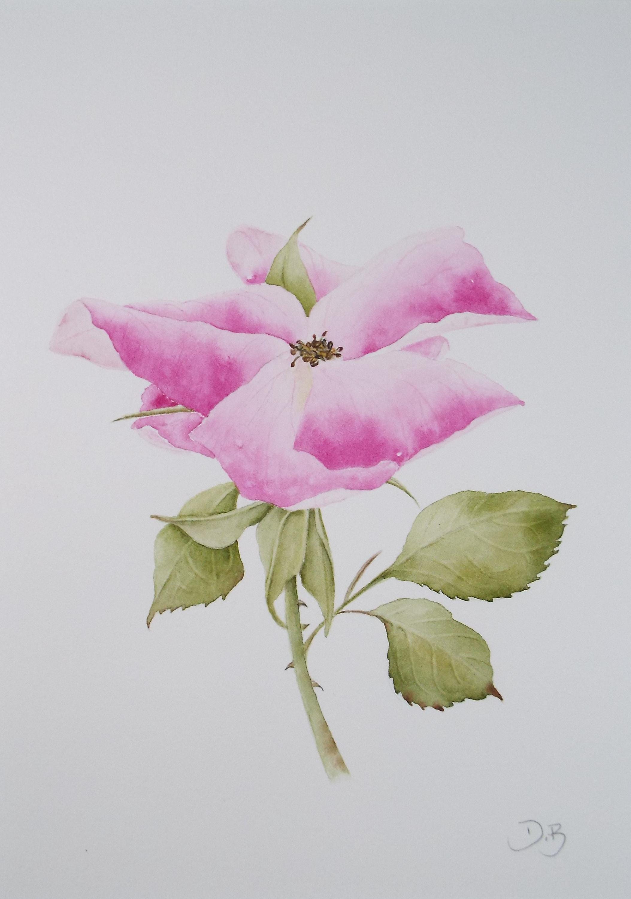 Original Watercolour, 'Rose', Circa 1990's, Diane Bowley (20th Century, British)