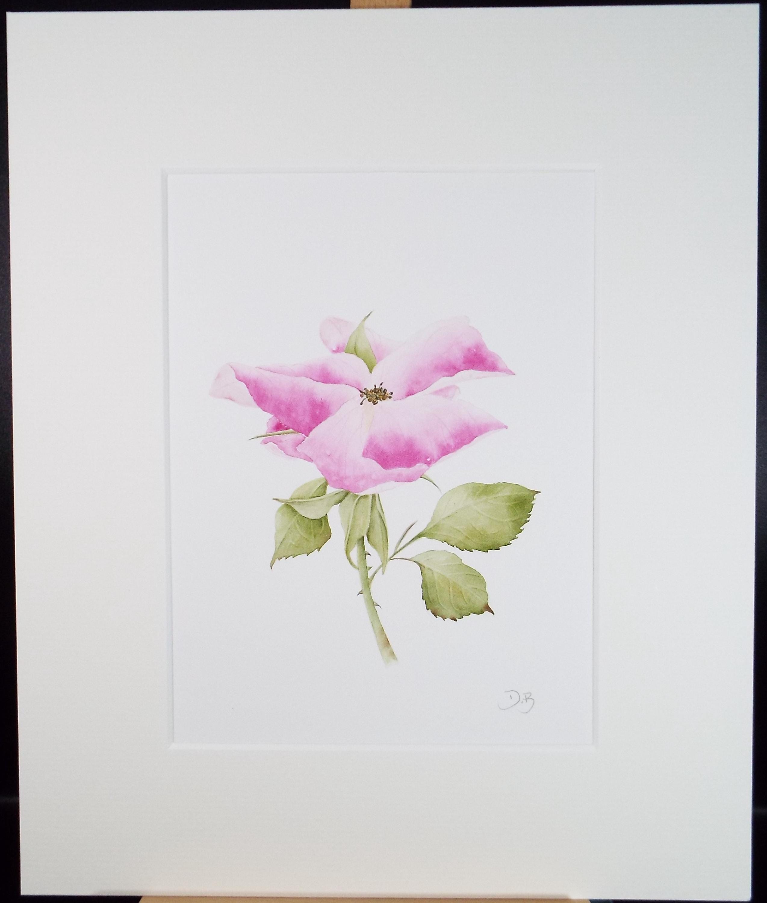 Original Watercolour, 'Rose', Circa 1990's, Diane Bowley (20th Century, British)
