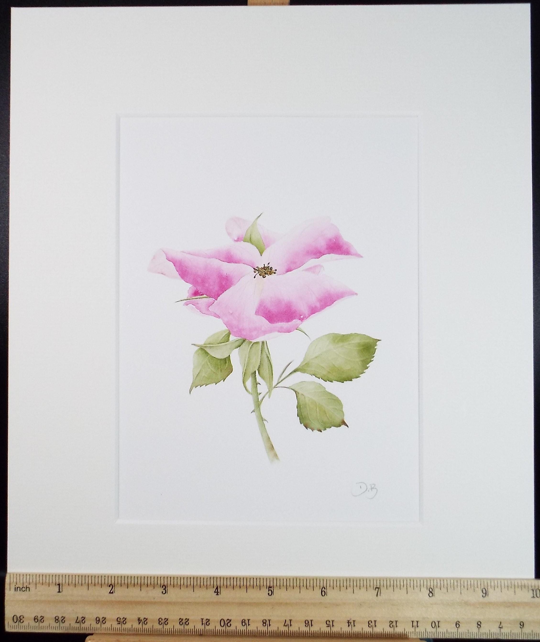 Original Watercolour, 'Rose', Circa 1990's, Diane Bowley (20th Century, British)