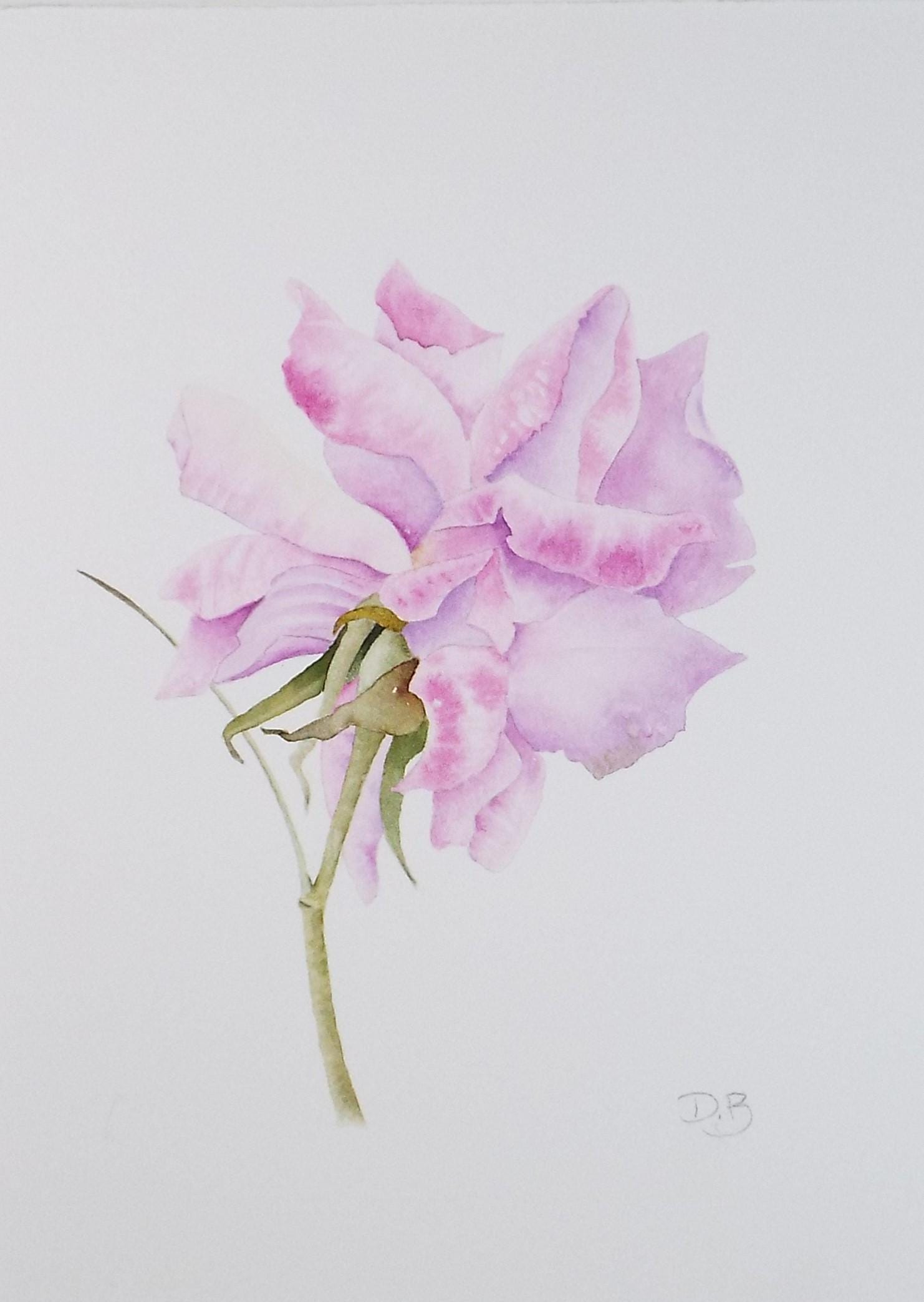 Original Watercolour, 'Rose', Circa 1990's, Diane Bowley (20th Century, British)