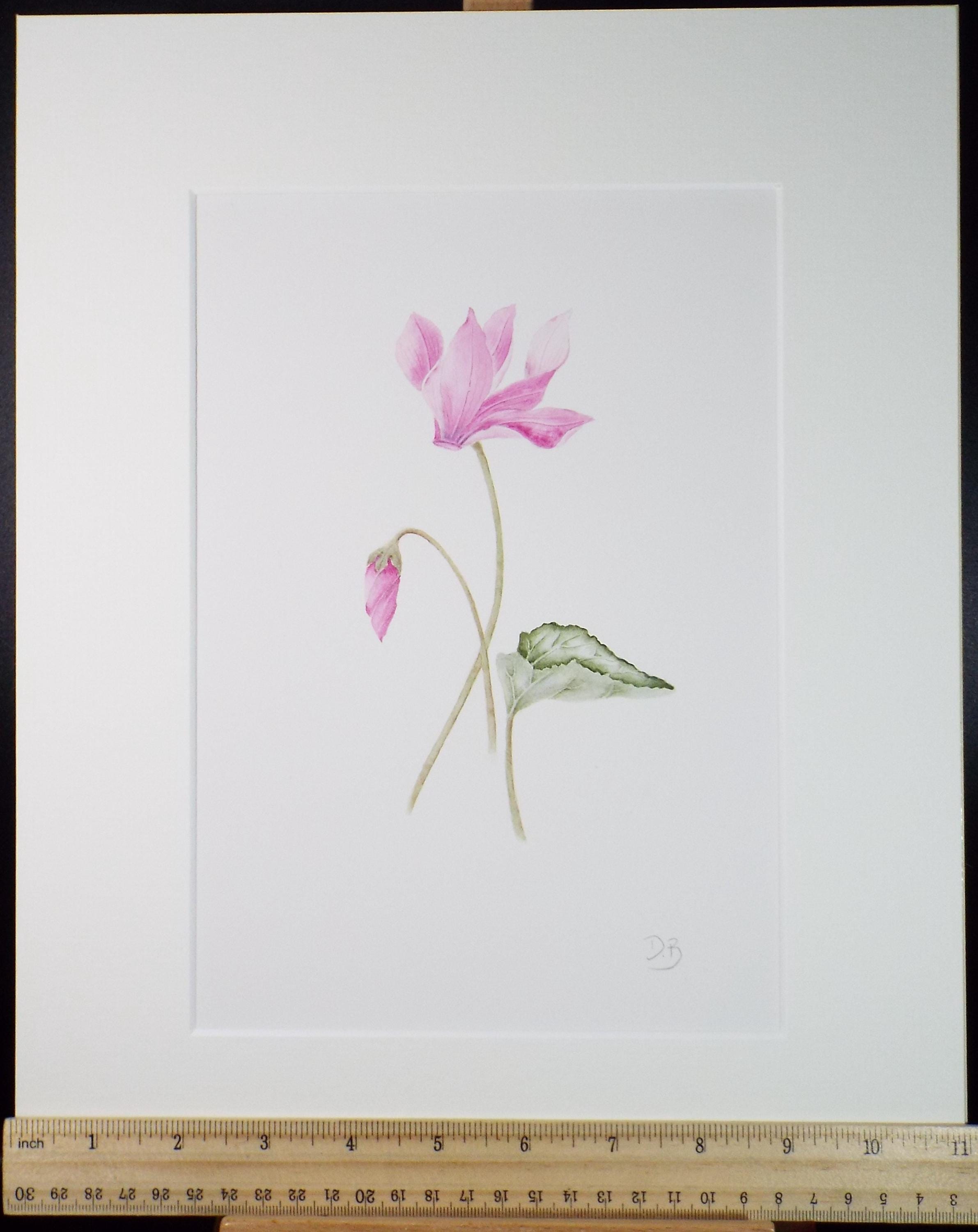 Original Watercolour, 'Cyclamen', Circa 1990's, Diane Bowley (20th Century, British)