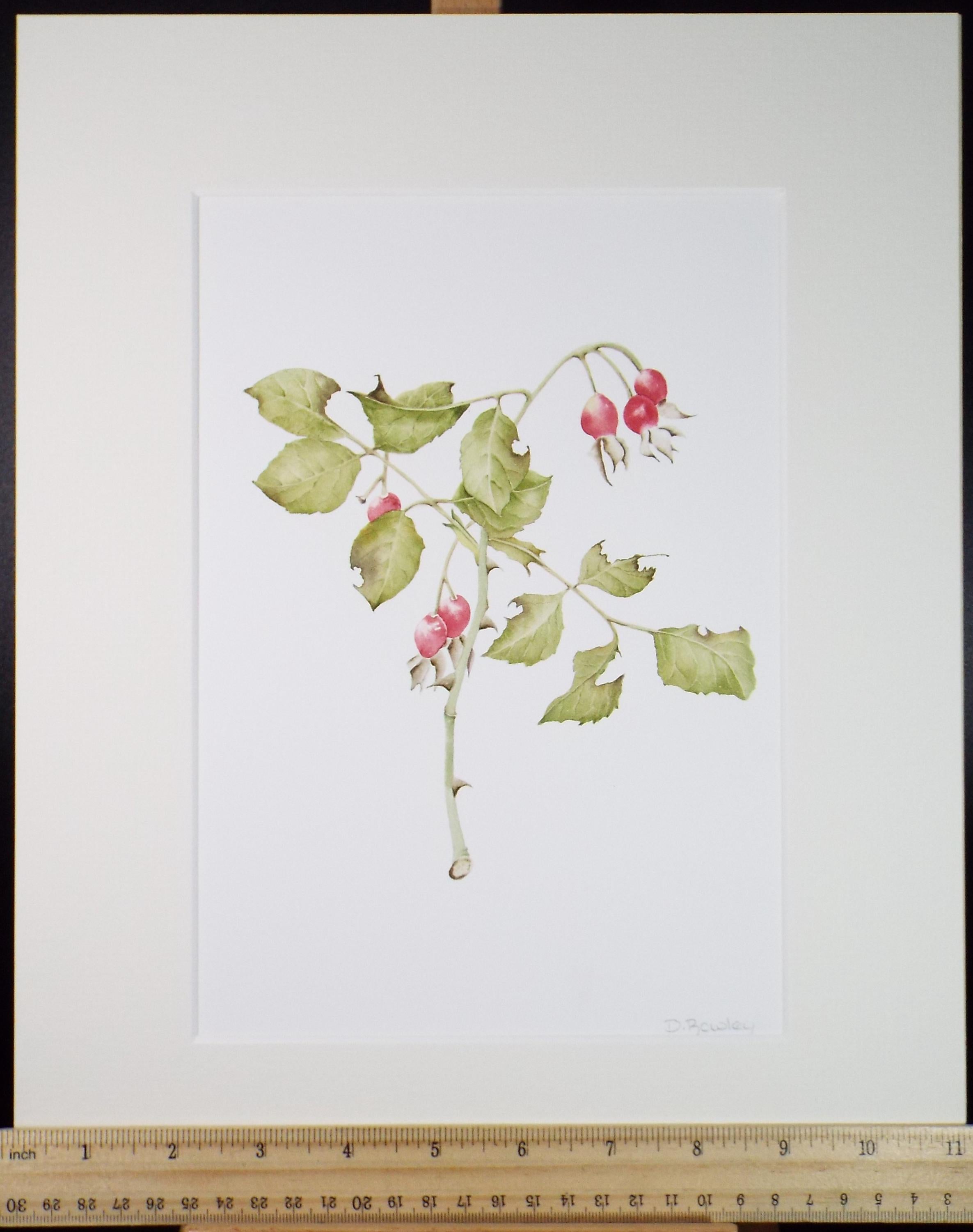 Original Watercolour, 'Rose Hips', Circa 1990's, Diane Bowley (20th Century, British)