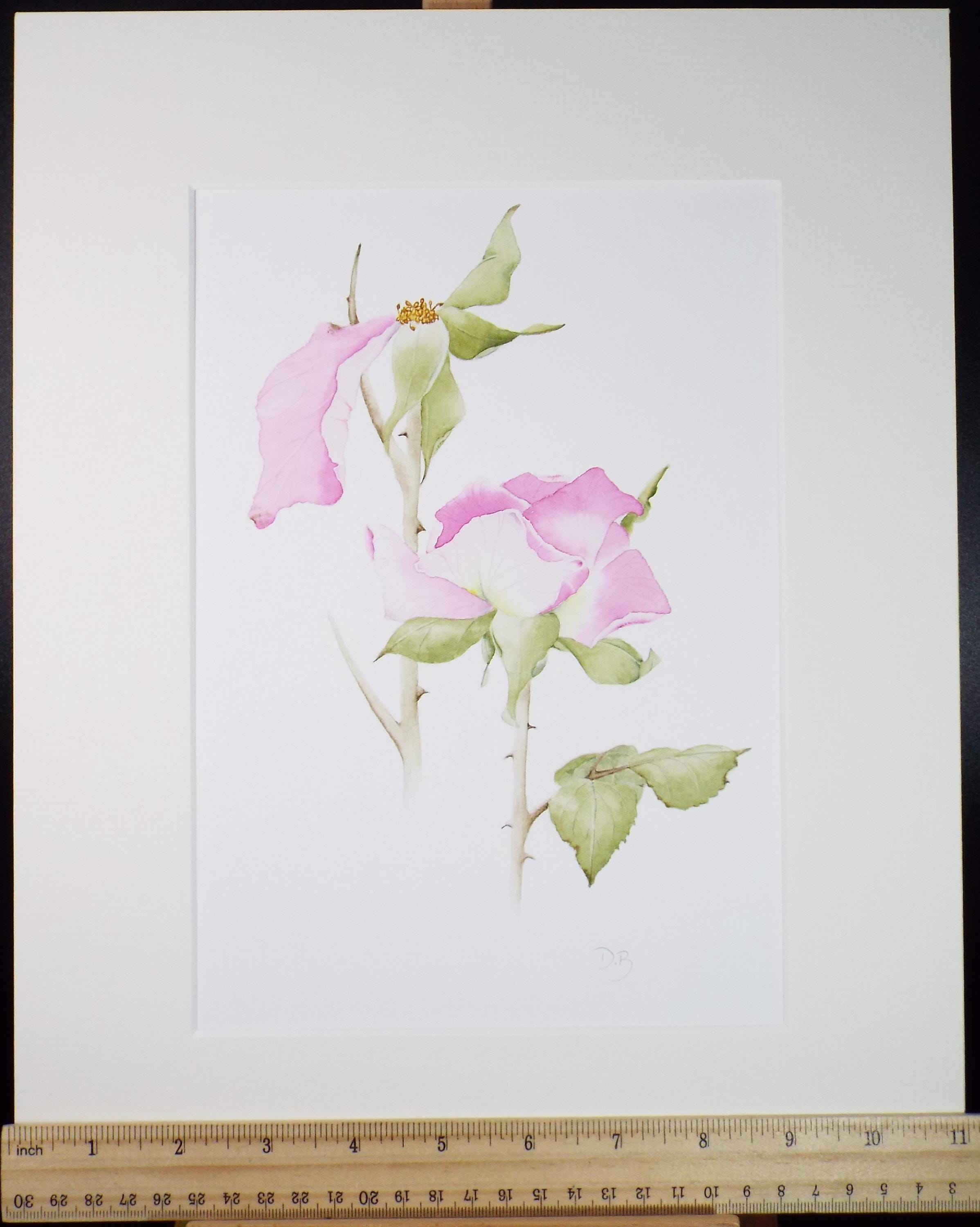Original Watercolour, 'Fading Rose', Circa 1990's, Diane Bowley (20th Century, British)