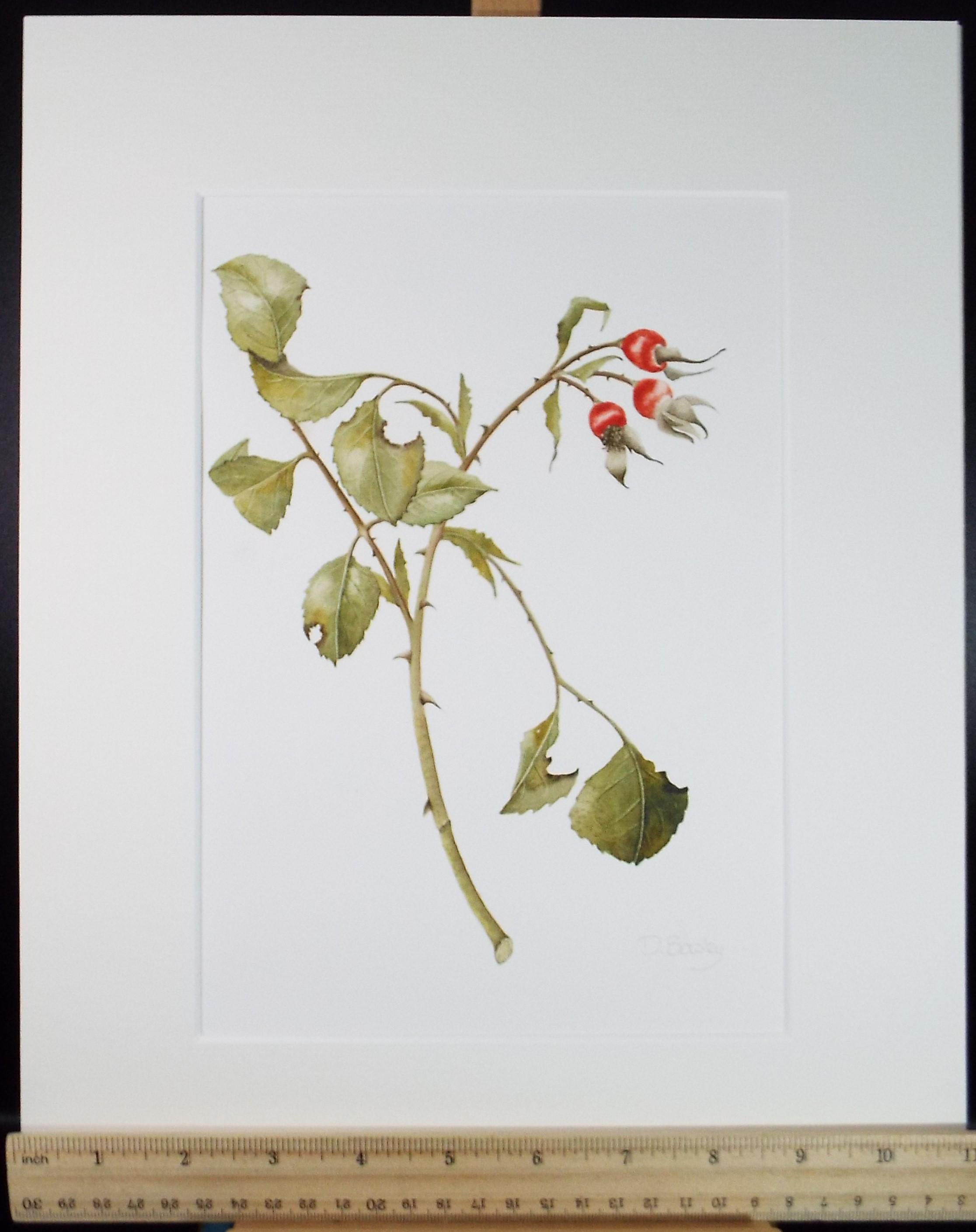 Original Watercolour, 'Rose Hips', Circa 1990's, Diane Bowley (20th Century, British)