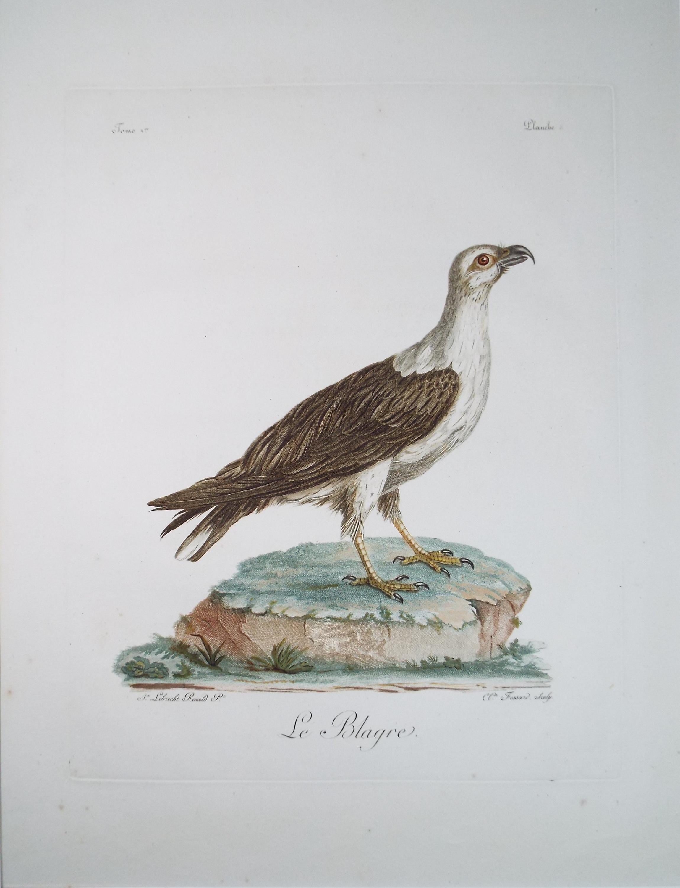 Colour Engraving, 'Le Blagre', Francois Levaillant, Circa 1796.
