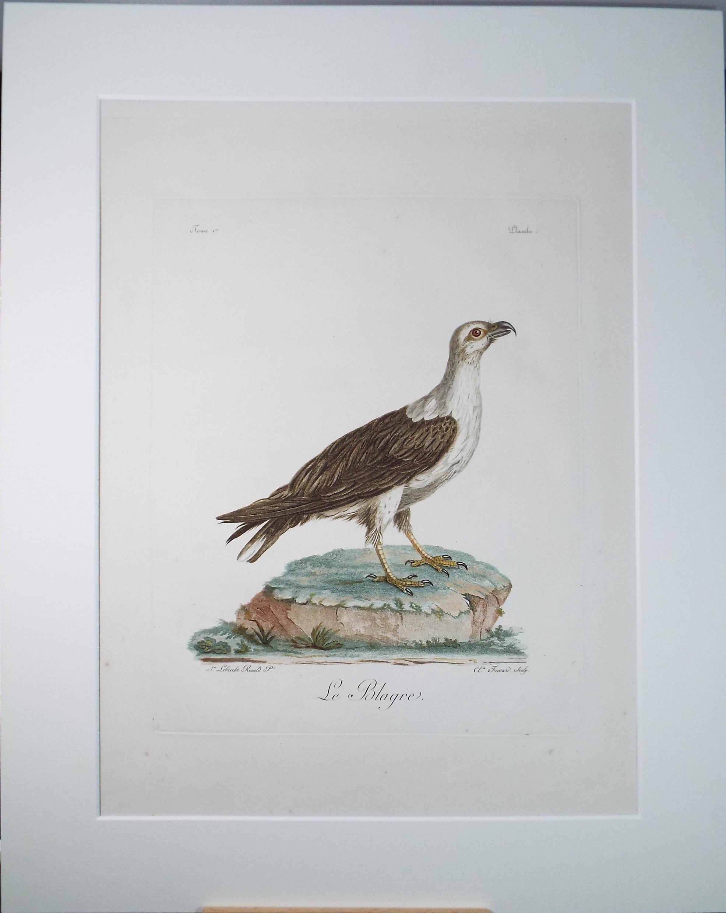 Colour Engraving, 'Le Blagre', Francois Levaillant, Circa 1796.