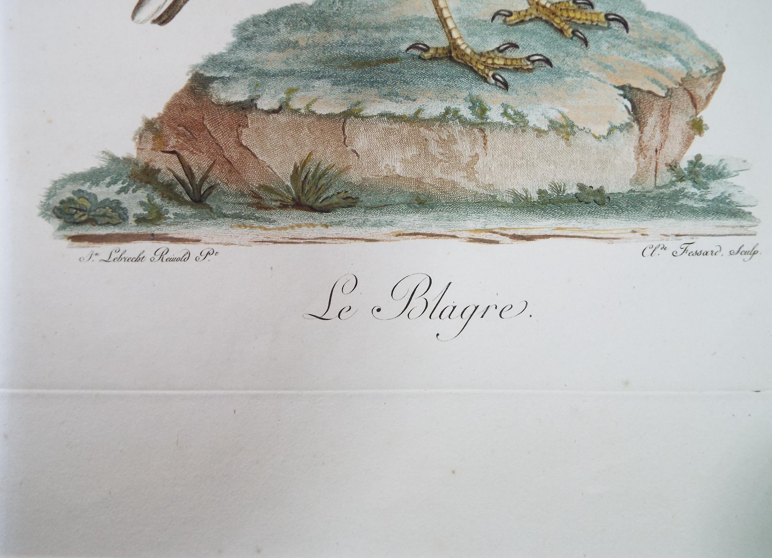 Colour Engraving, 'Le Blagre', Francois Levaillant, Circa 1796.