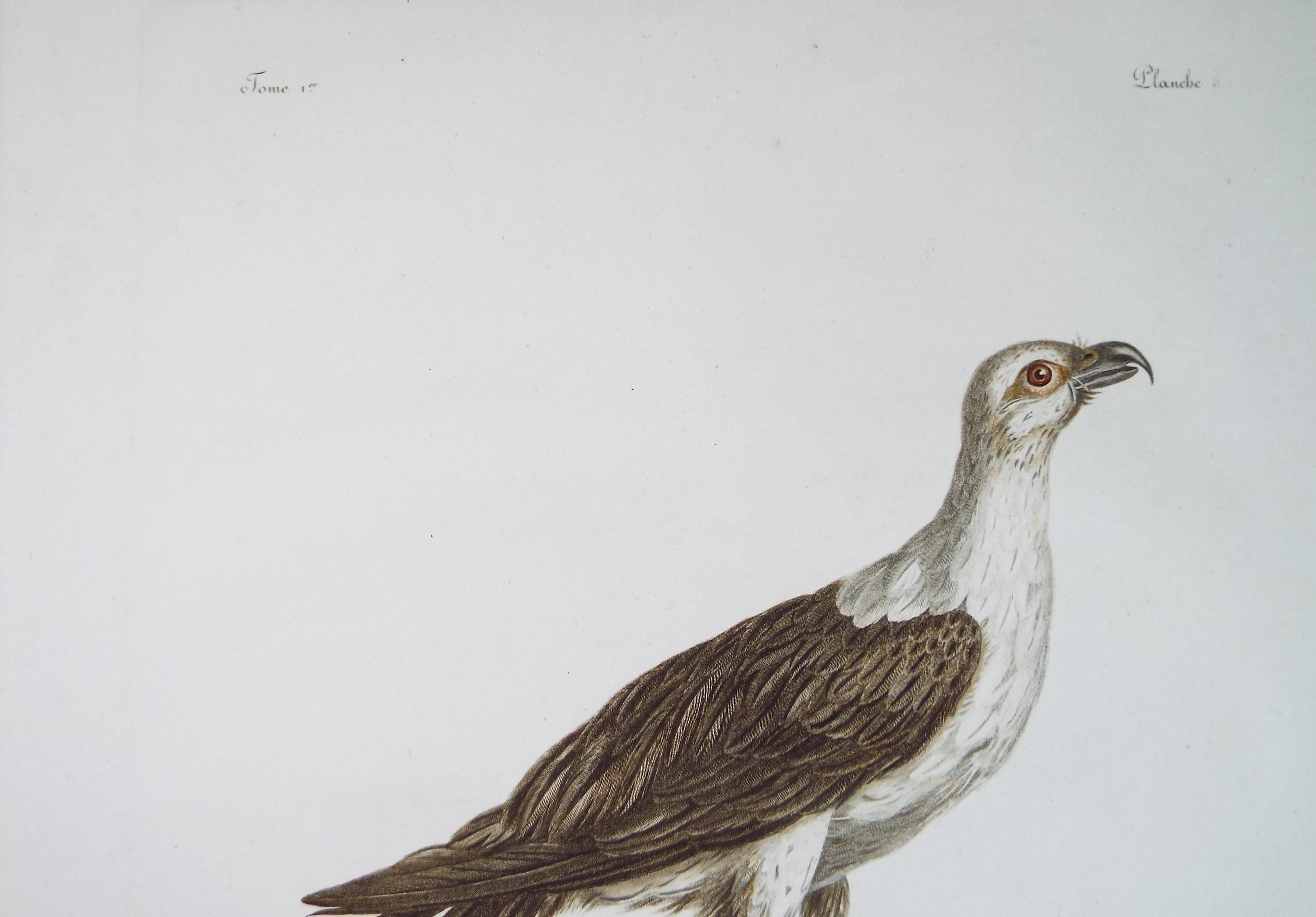 Colour Engraving, 'Le Blagre', Francois Levaillant, Circa 1796.