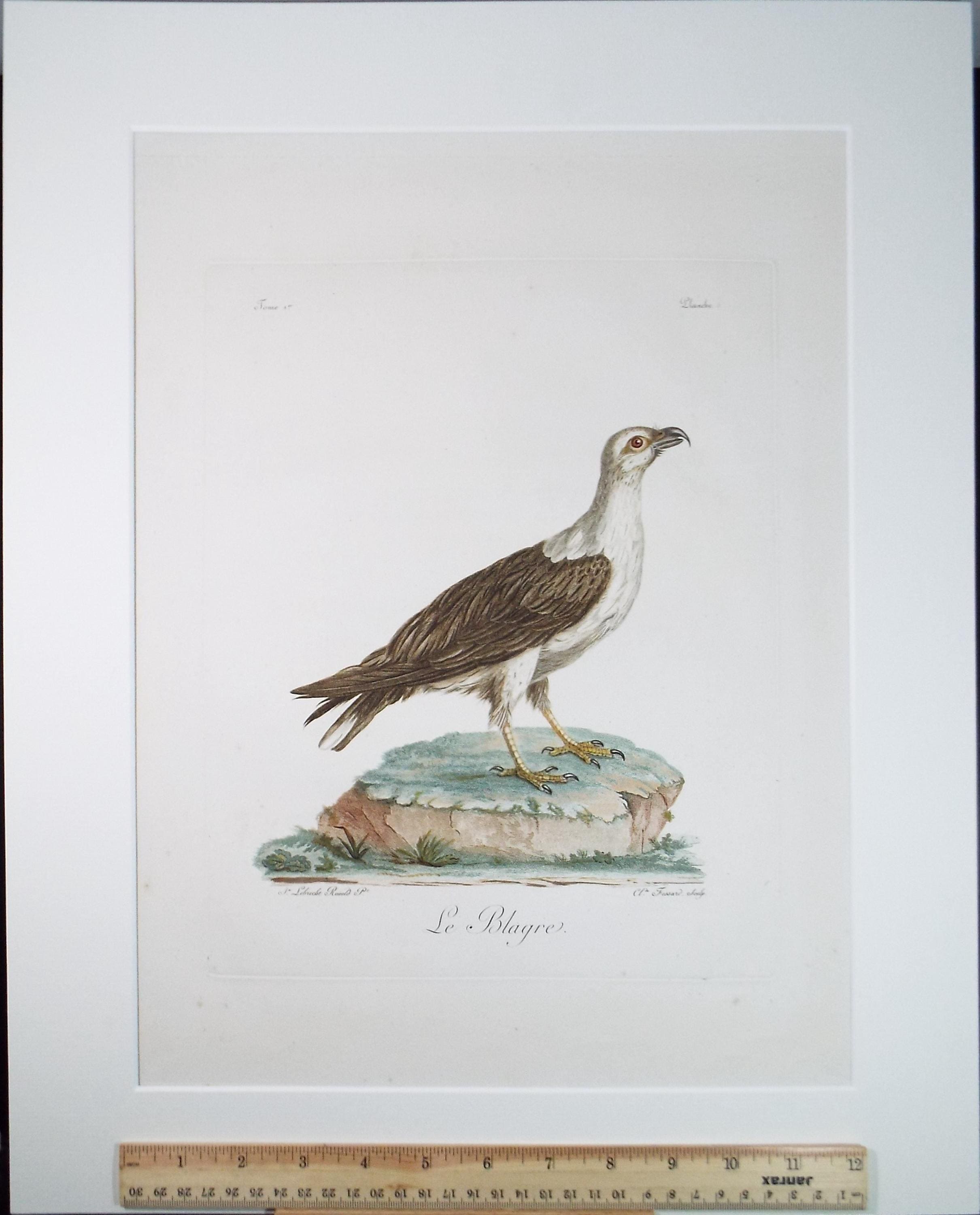 Colour Engraving, 'Le Blagre', Francois Levaillant, Circa 1796.