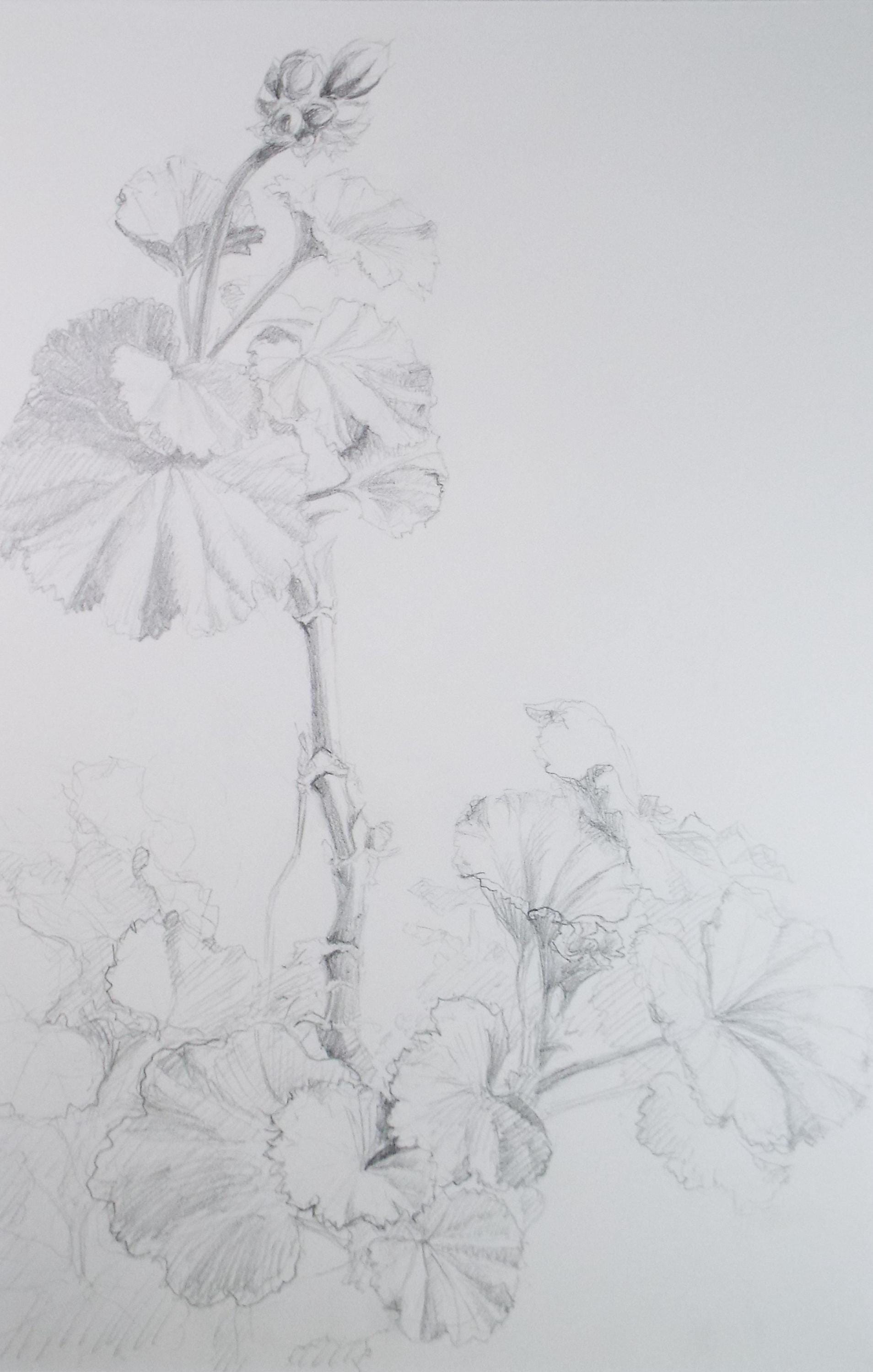 Original Pencil drawing, 'Pelargoniums', Circa 1990's , Pauline Plummer (b1933)