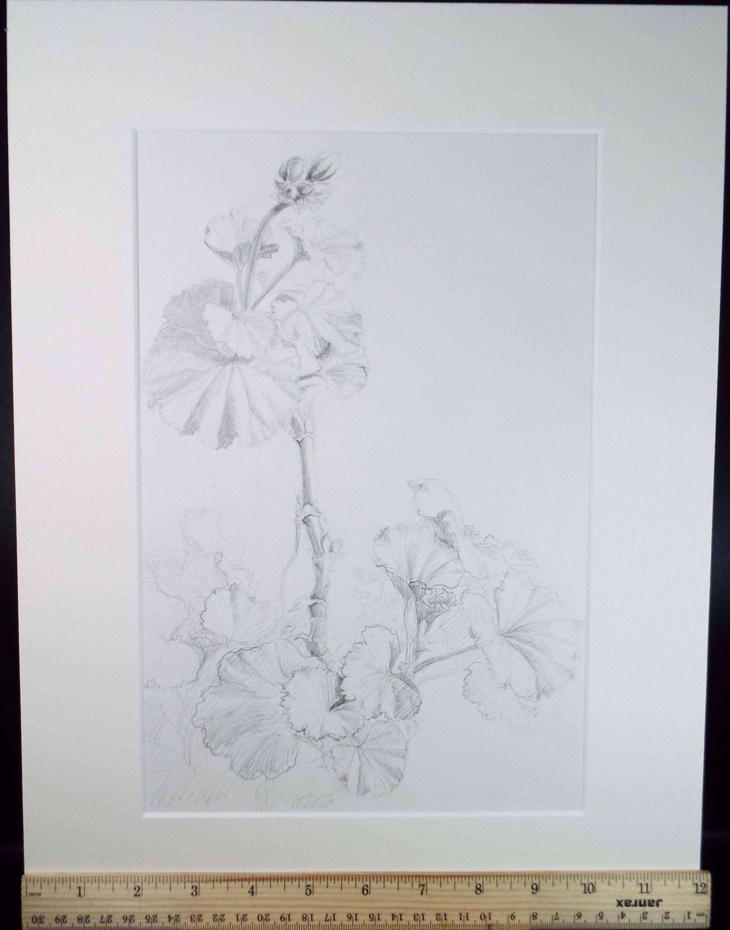 Original Pencil drawing, 'Pelargoniums', Circa 1990's , Pauline Plummer (b1933)