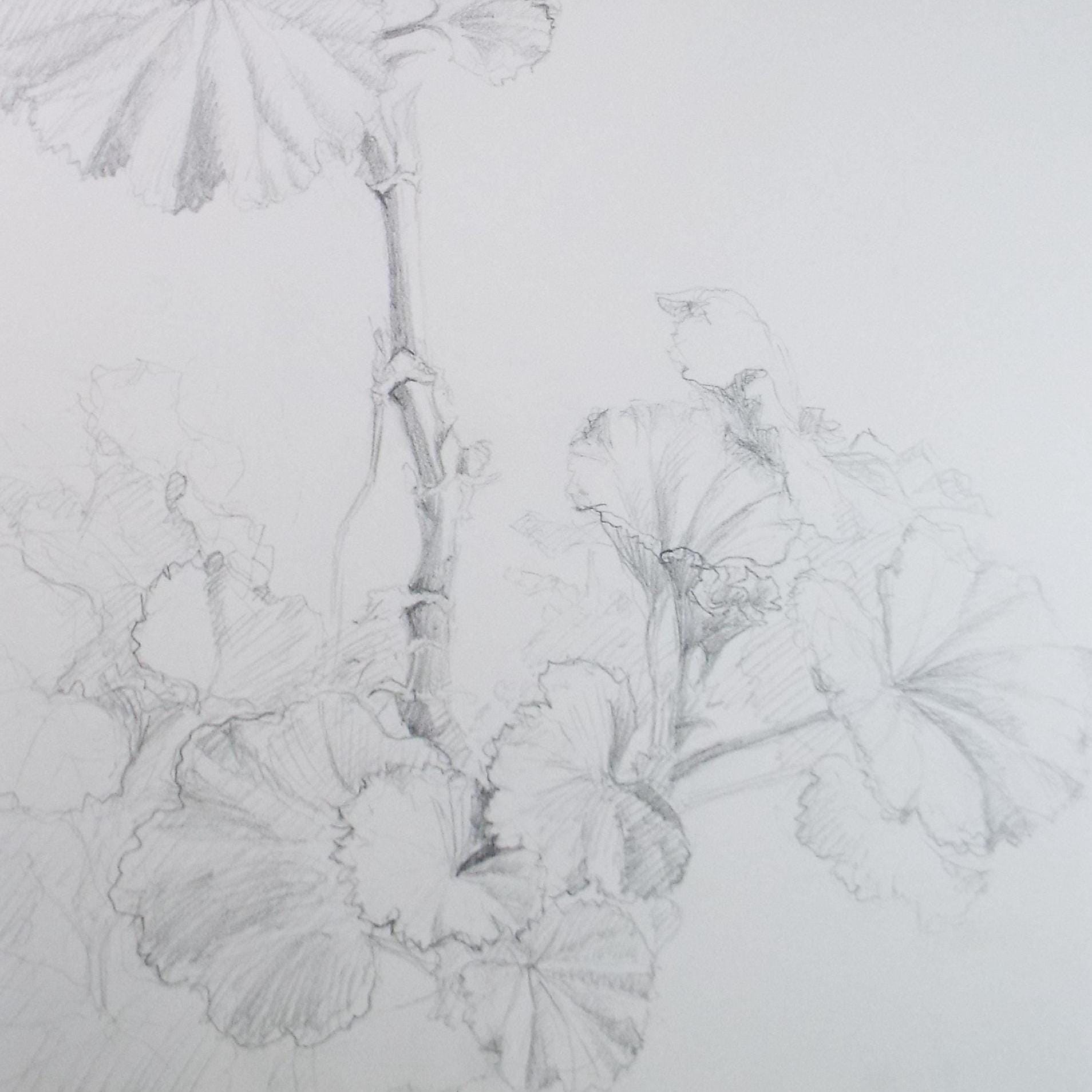 Original Pencil drawing, 'Pelargoniums', Circa 1990's , Pauline Plummer (b1933)