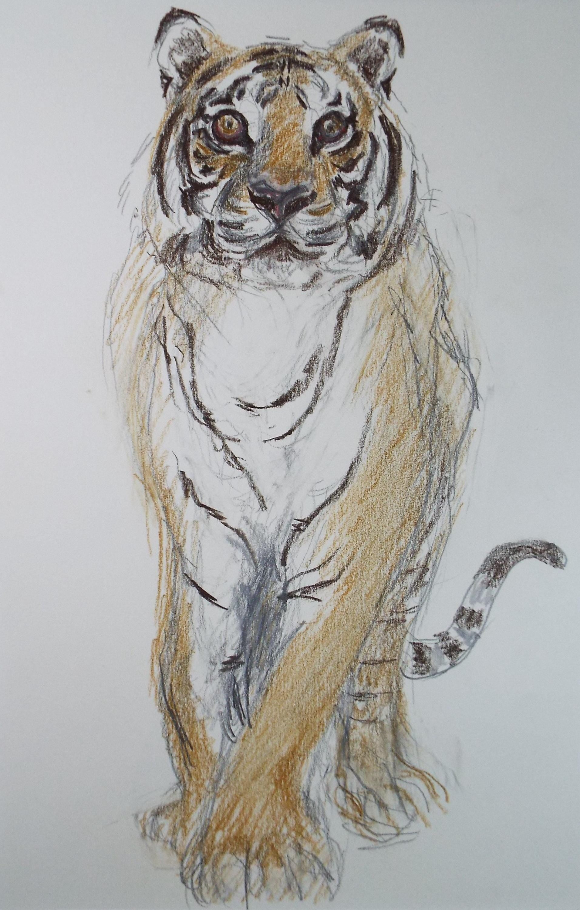 Pencil drawing 'Tiger', Pauline Plummer (b1933), Circa 1990's
