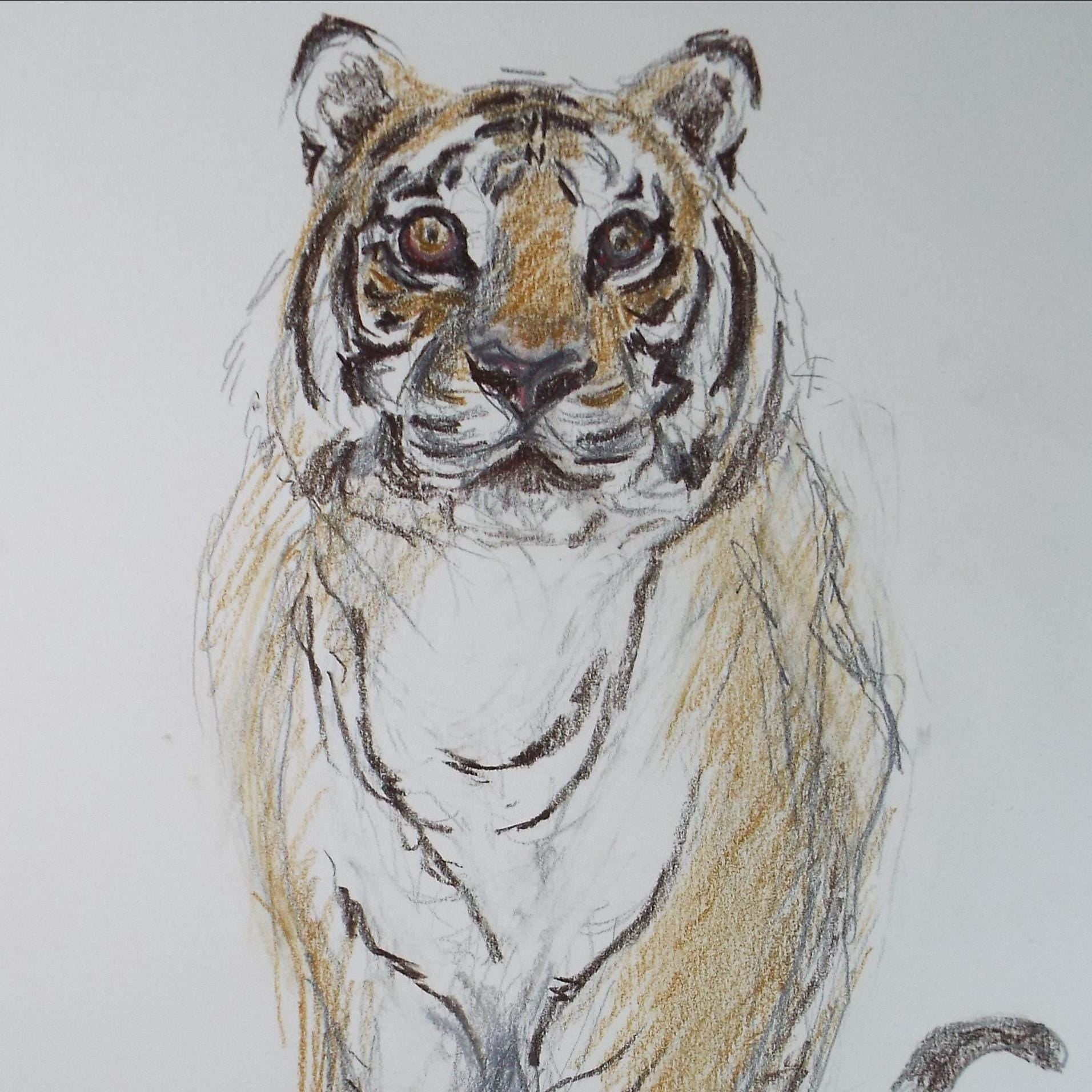 Pencil drawing 'Tiger', Pauline Plummer (b1933), Circa 1990's