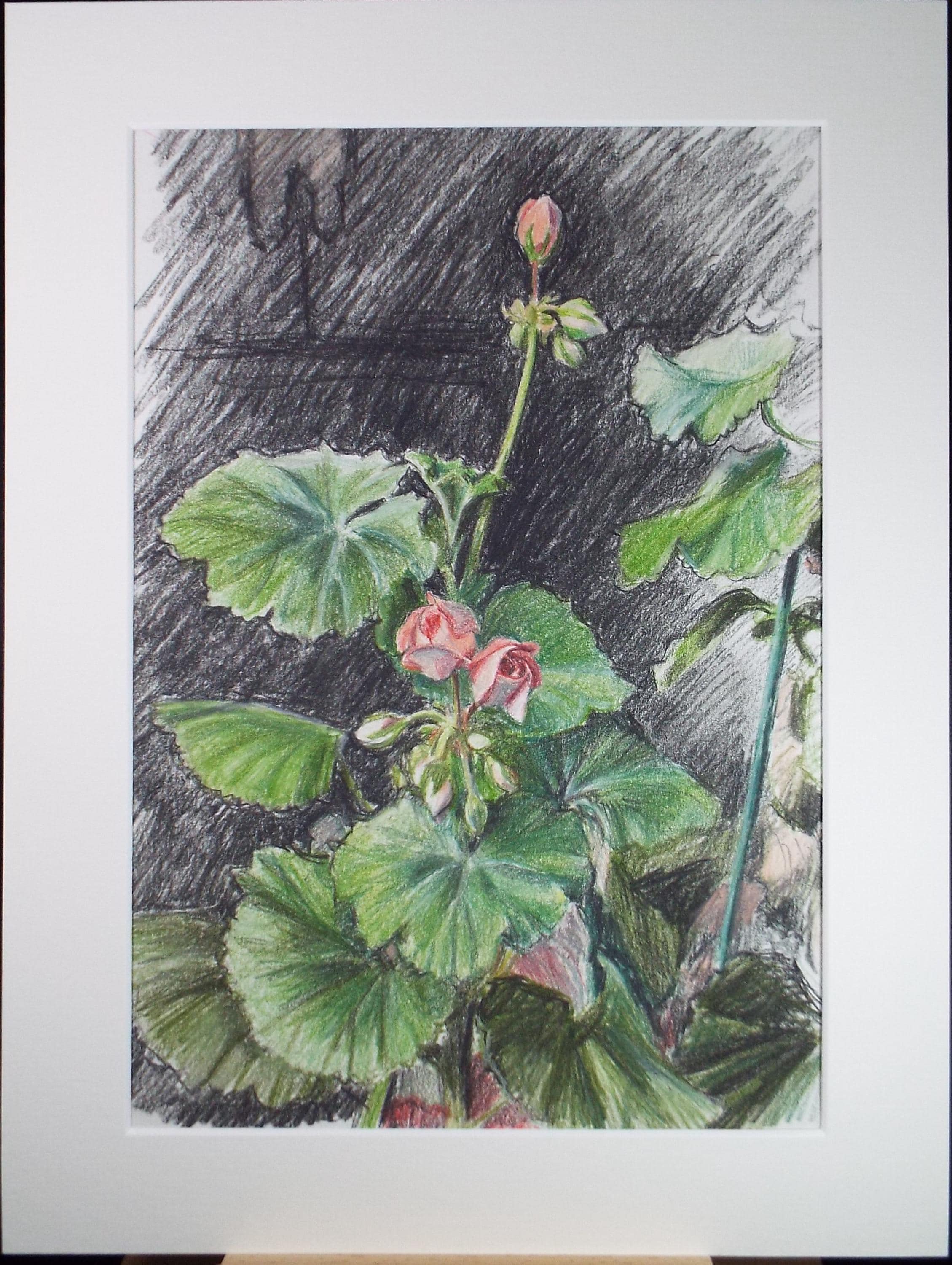 Original Pencil drawing, 'Pelargoniums', Circa 1990's , Pauline Plummer (b1933)