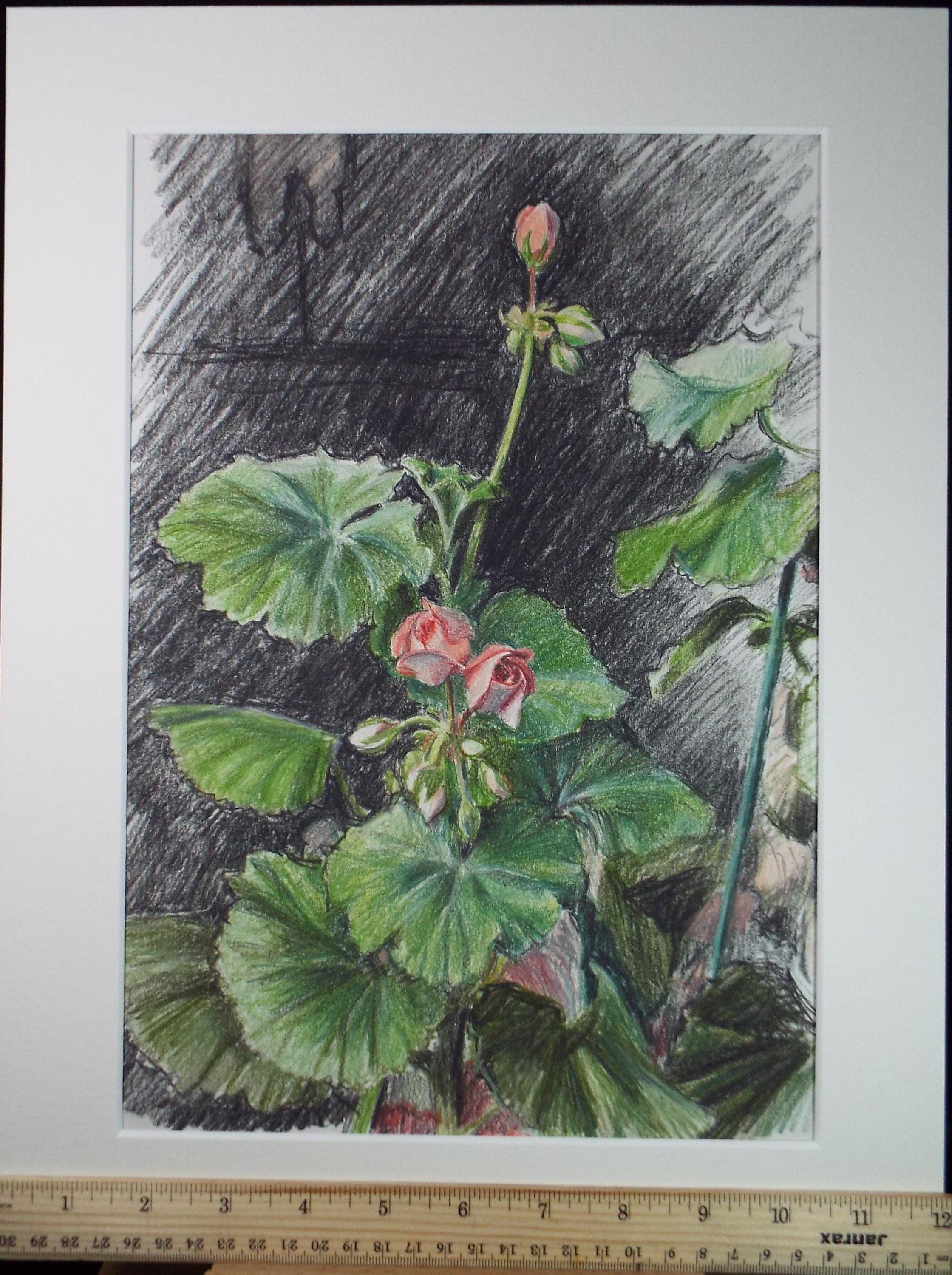 Original Pencil drawing, 'Pelargoniums', Circa 1990's , Pauline Plummer (b1933)