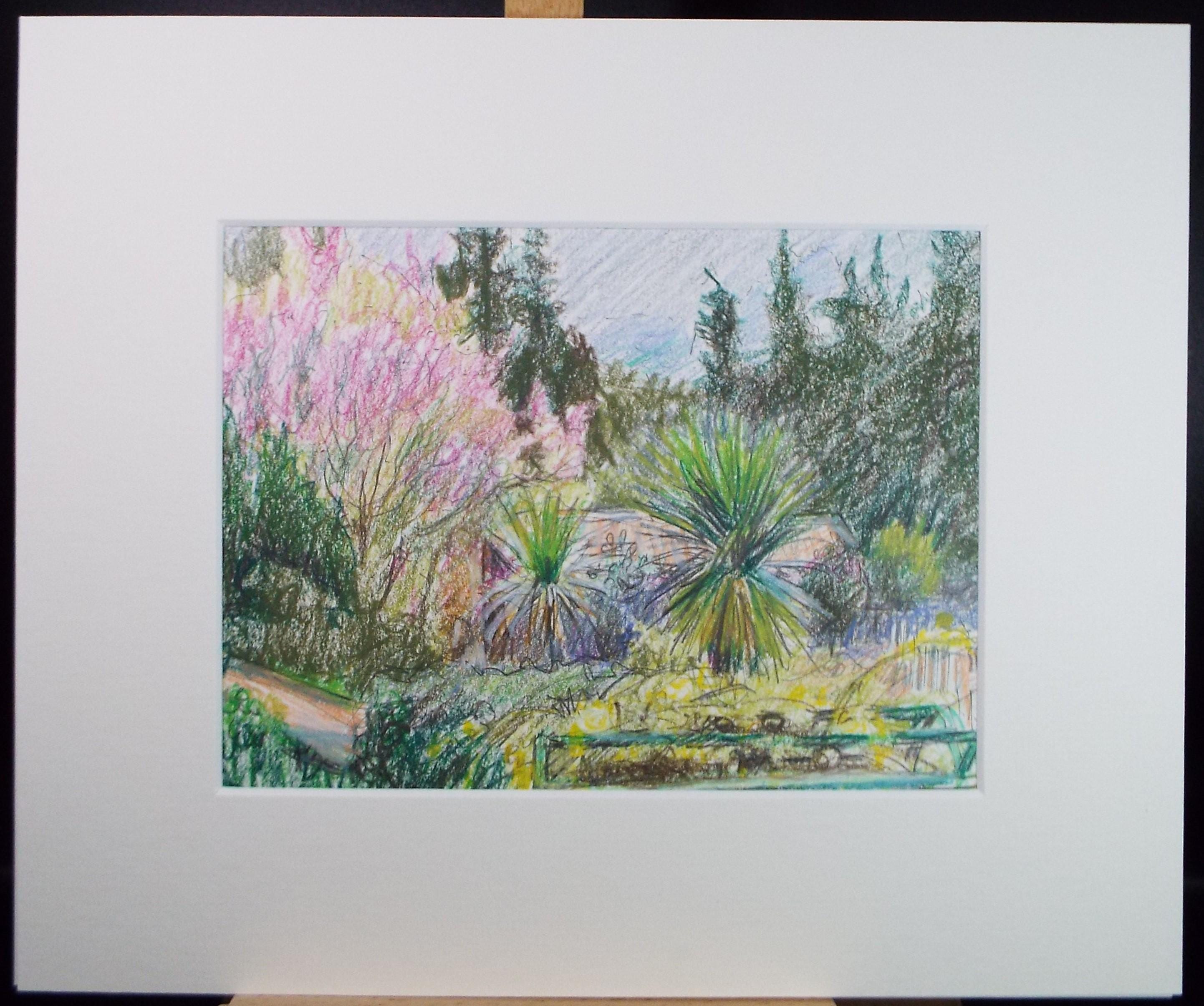 Coloured Pencil drawing 'Cottage Garden with Cordyline', Pauline Plummer (b1933), Circa 1990's