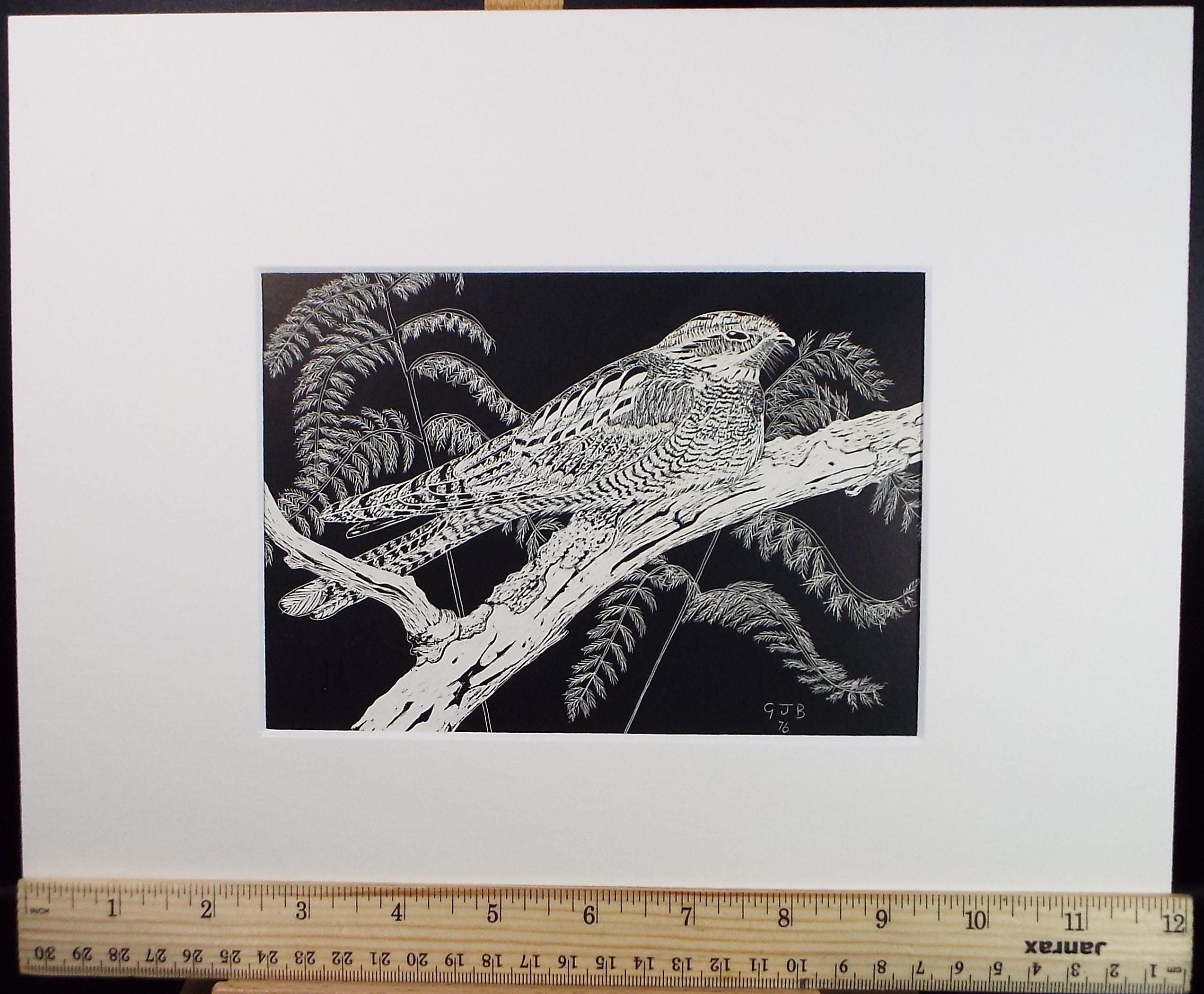 Original Scraperboard drawing, 'Song Thrush', Initialled GJB, dated 1976