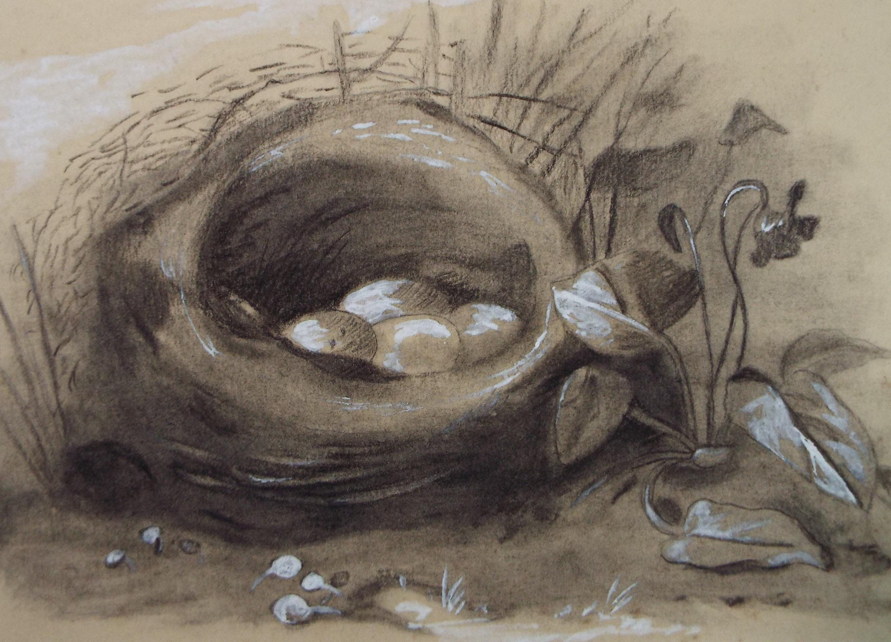 Original Conte with white, 'Birds Nest', Artist Unknown, circa 1900