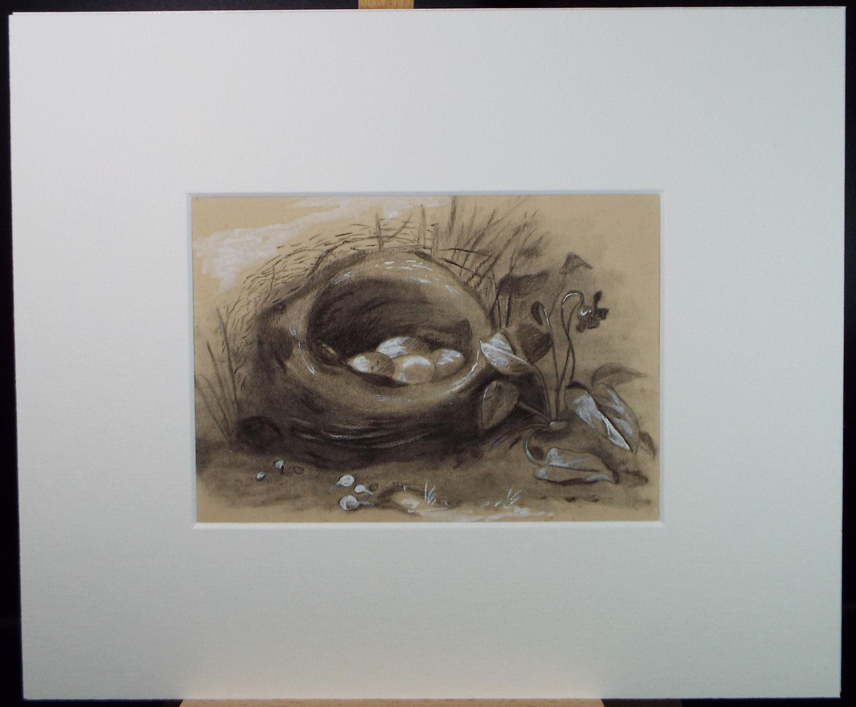 Original Conte with white, 'Birds Nest', Artist Unknown, circa 1900