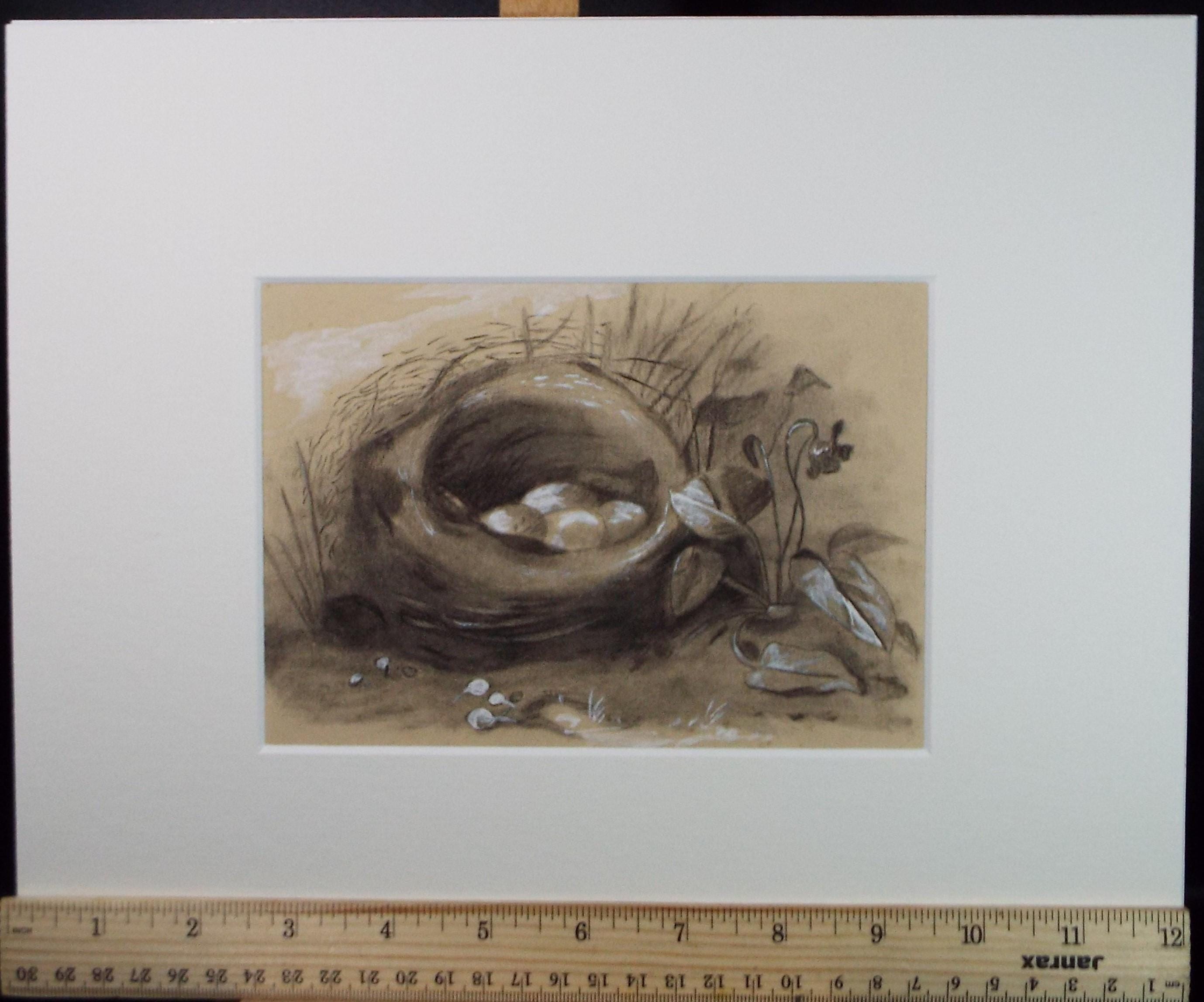 Original Conte with white, 'Birds Nest', Artist Unknown, circa 1900