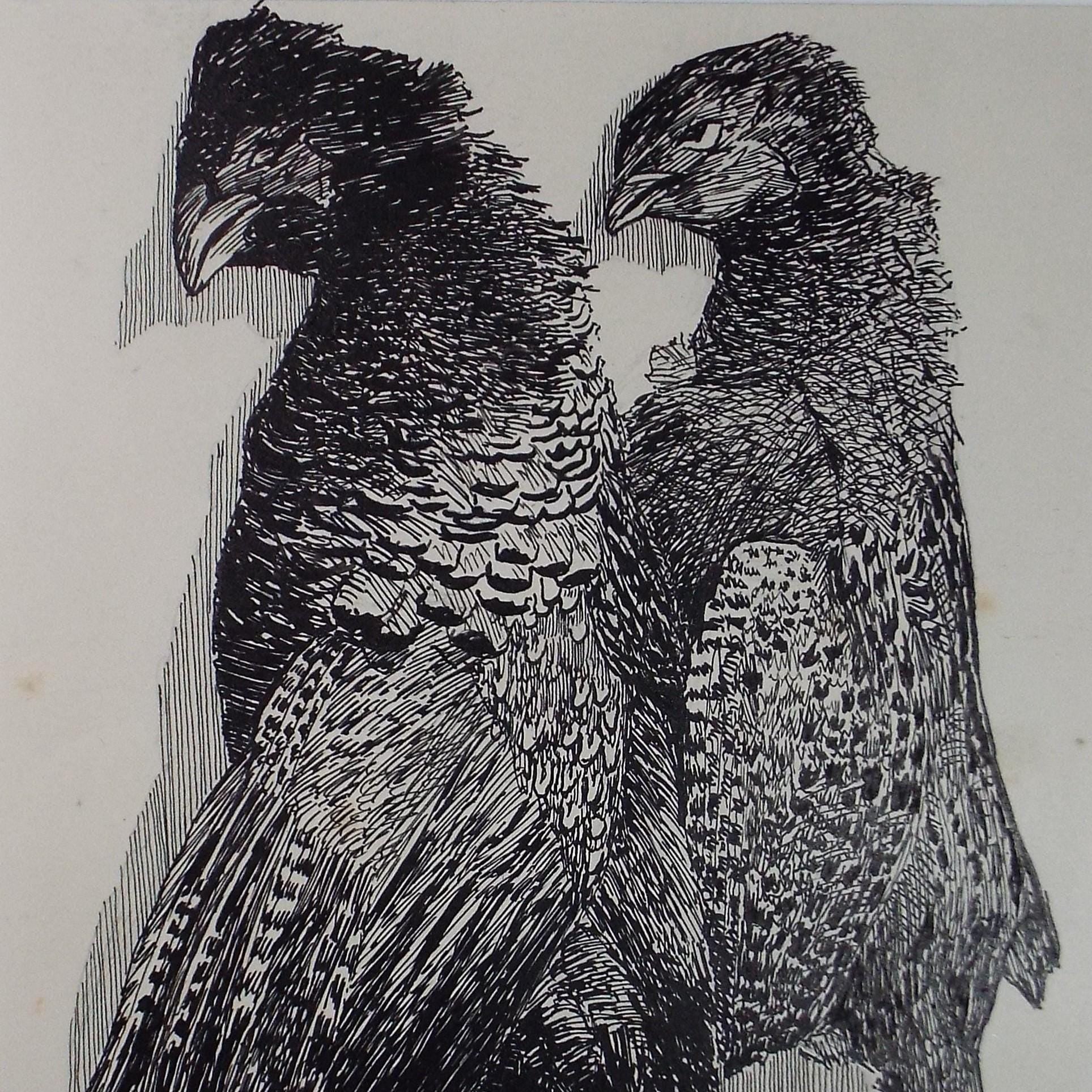 Original Pen & ink Sketch, 'Brace of Pheasants', S A Southern, Dated 1909