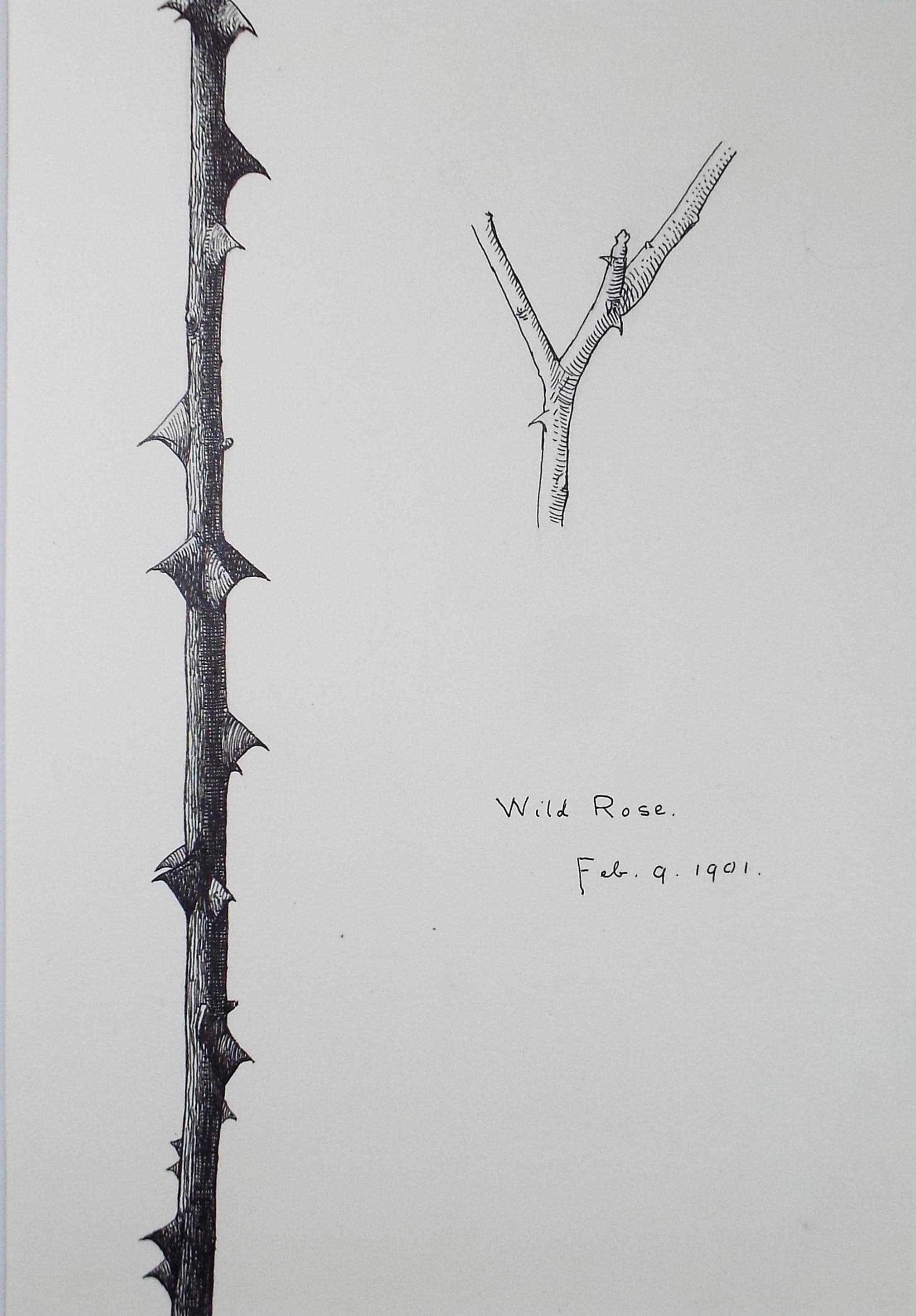 Original Pen & ink Sketch, 'Wild Rose', S A Southern, Dated 1901
