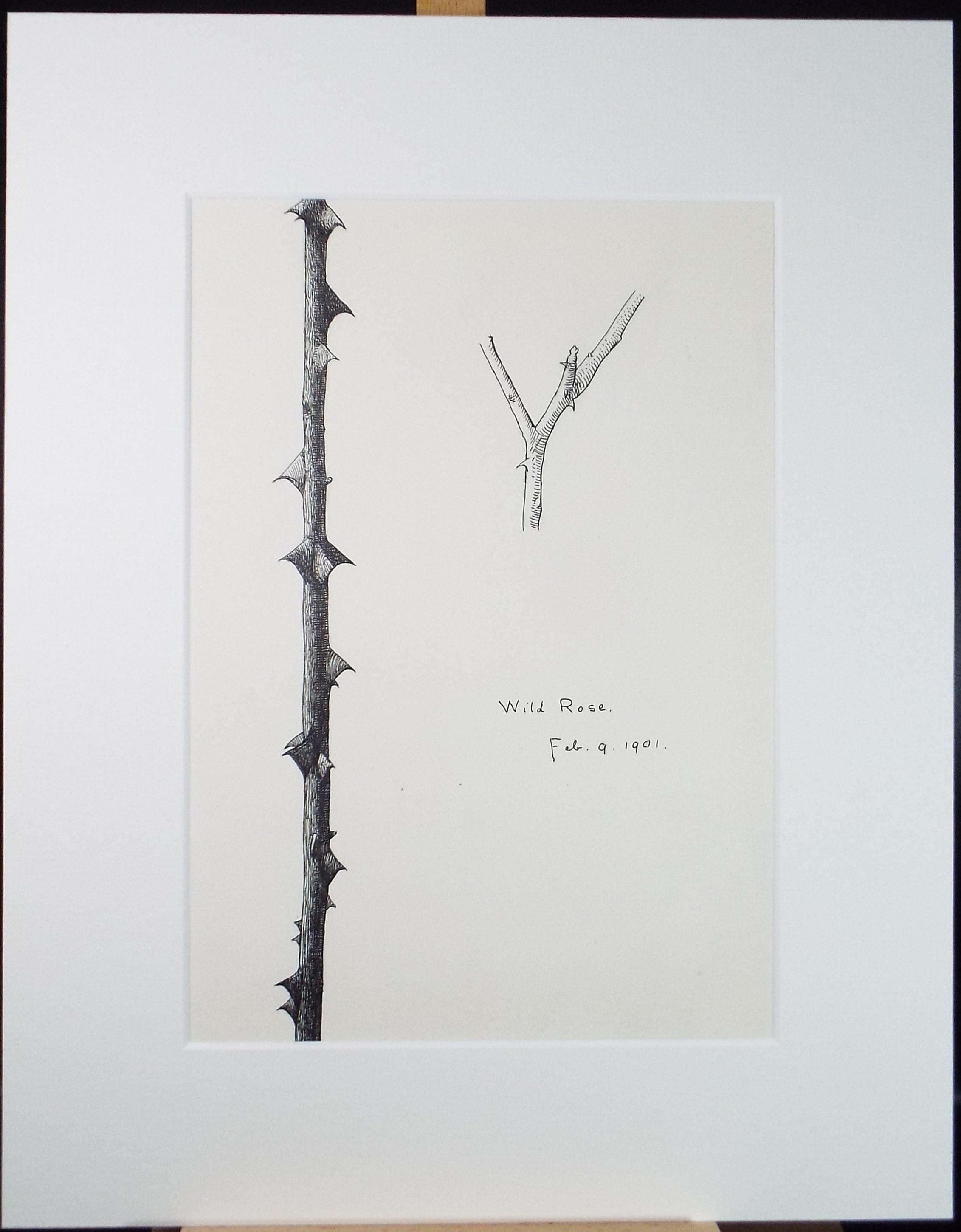 Original Pen & ink Sketch, 'Wild Rose', S A Southern, Dated 1901