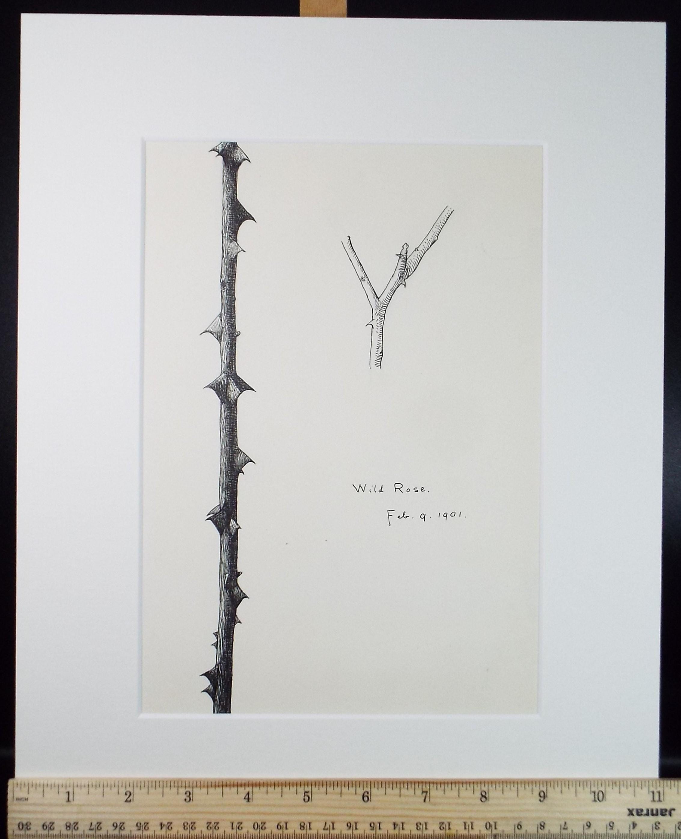 Original Pen & ink Sketch, 'Wild Rose', S A Southern, Dated 1901