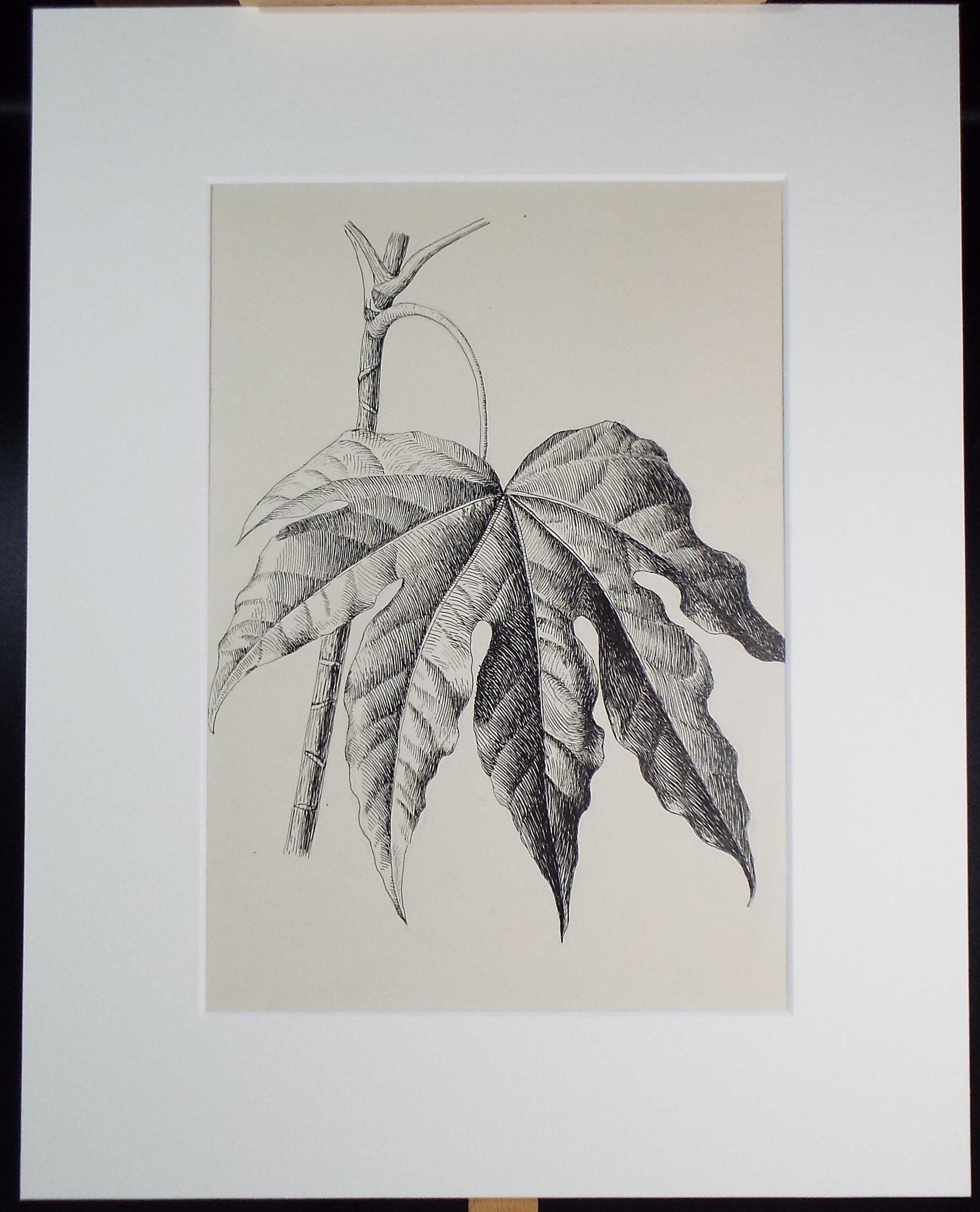 Original Pen & ink Sketch, 'Fatsia leaf', S A Southern, Dated 1897