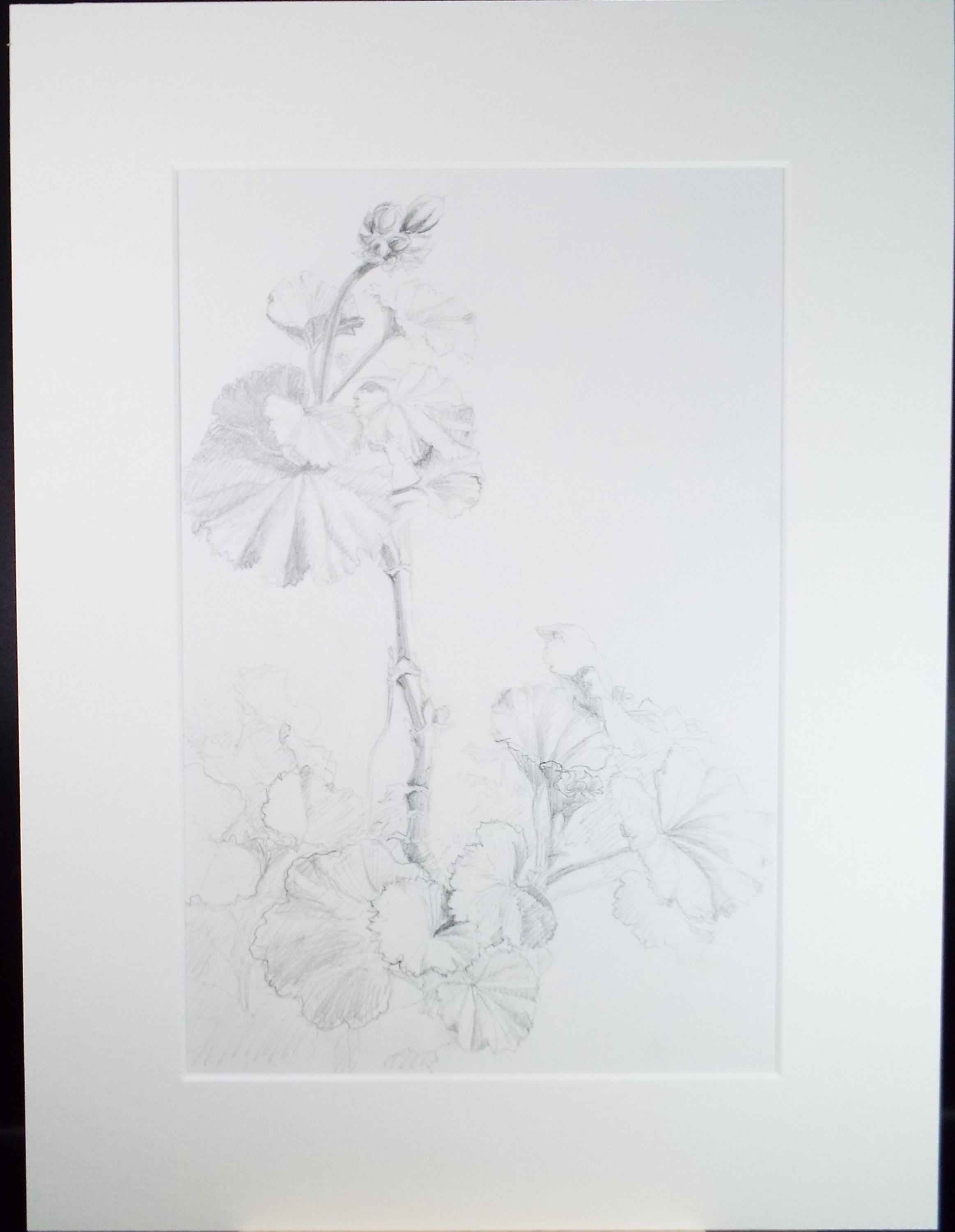 Original Pencil drawing, 'Pelargoniums', Circa 1990's , Pauline Plummer (b1933)