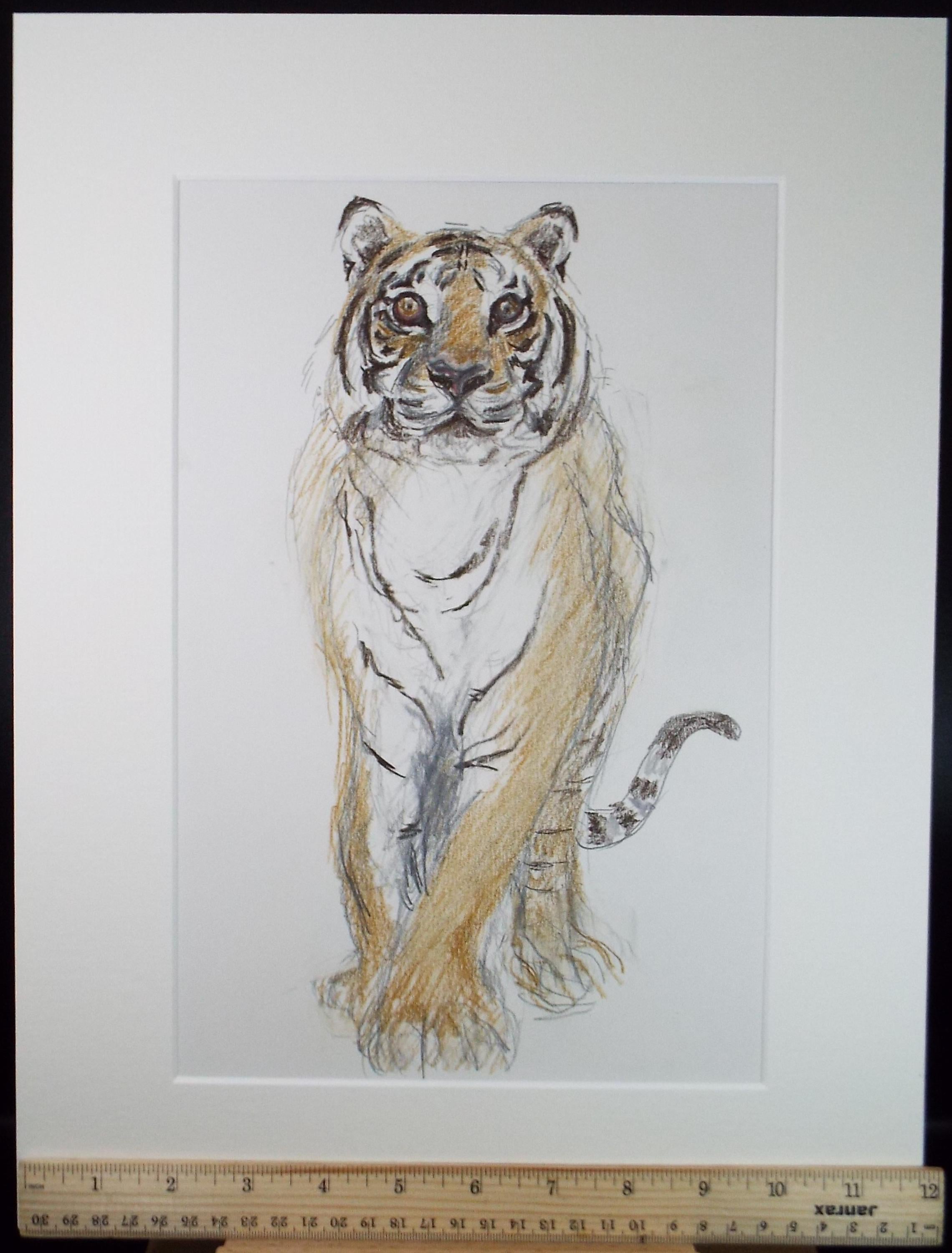 Pencil drawing 'Tiger', Pauline Plummer (b1933), Circa 1990's