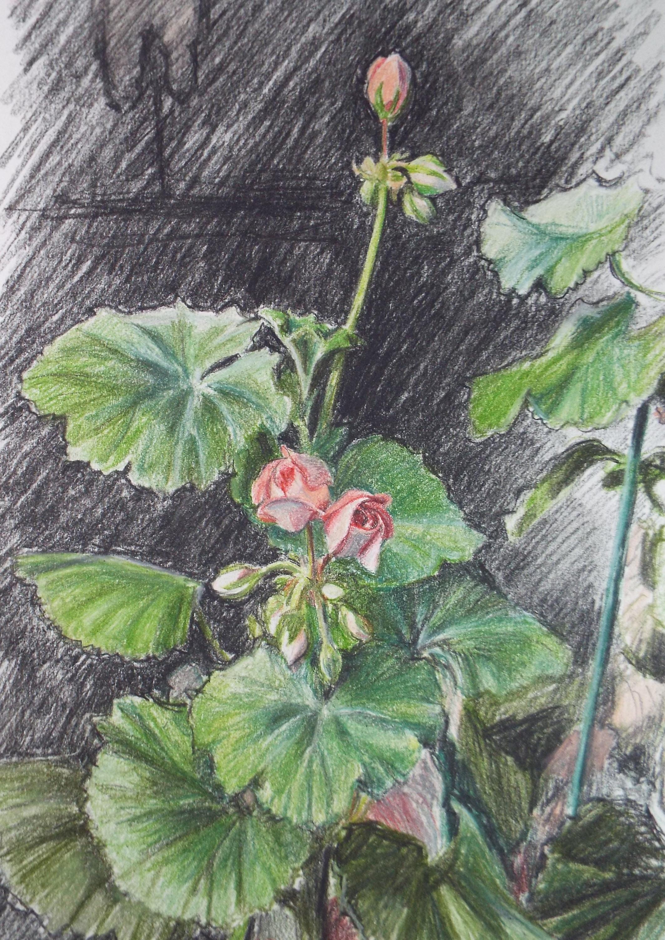 Original Pencil drawing, 'Pelargoniums', Circa 1990's , Pauline Plummer (b1933)