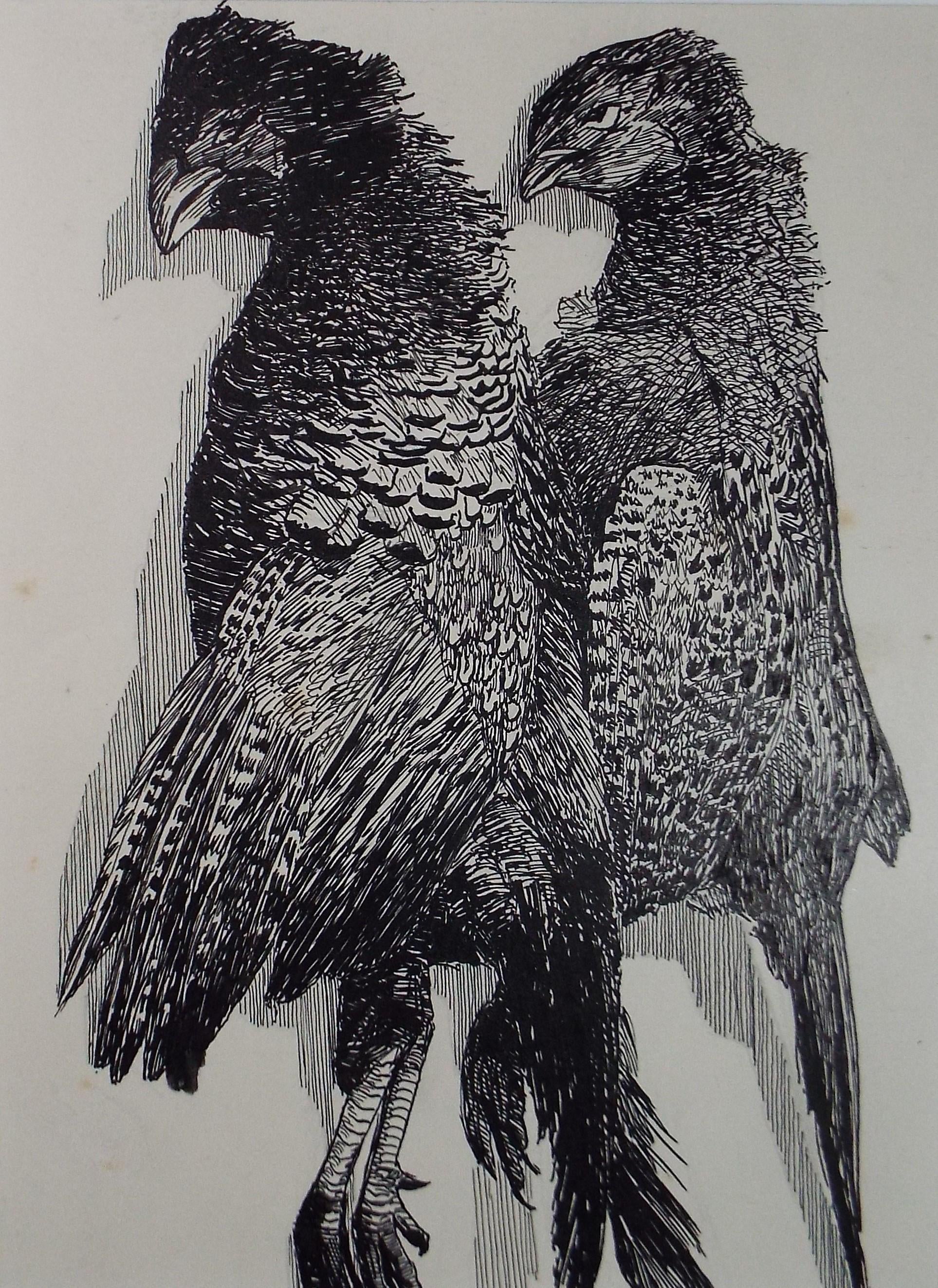 Original Pen & ink Sketch, 'Brace of Pheasants', S A Southern, Dated 1909