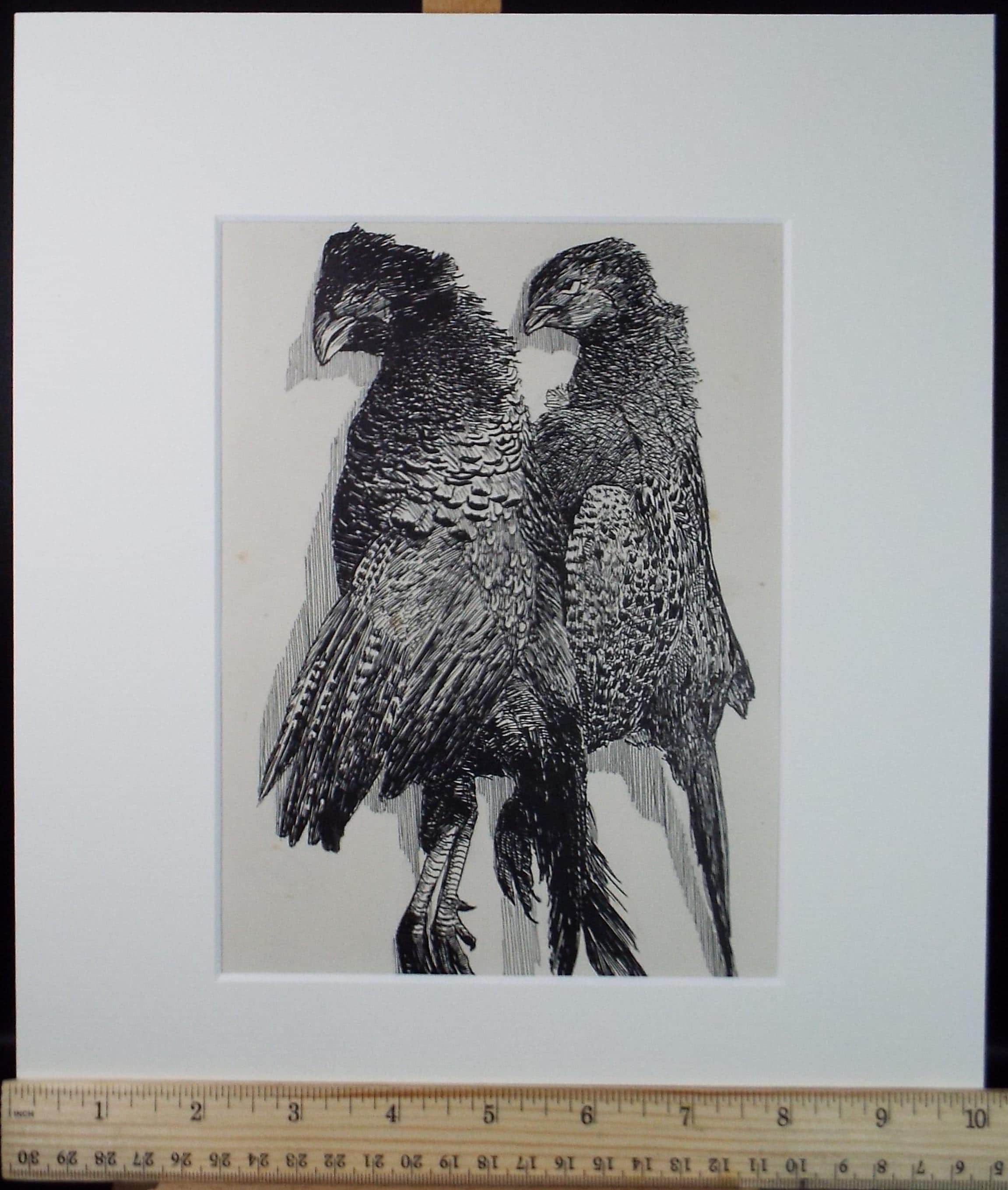 Original Pen & ink Sketch, 'Brace of Pheasants', S A Southern, Dated 1909