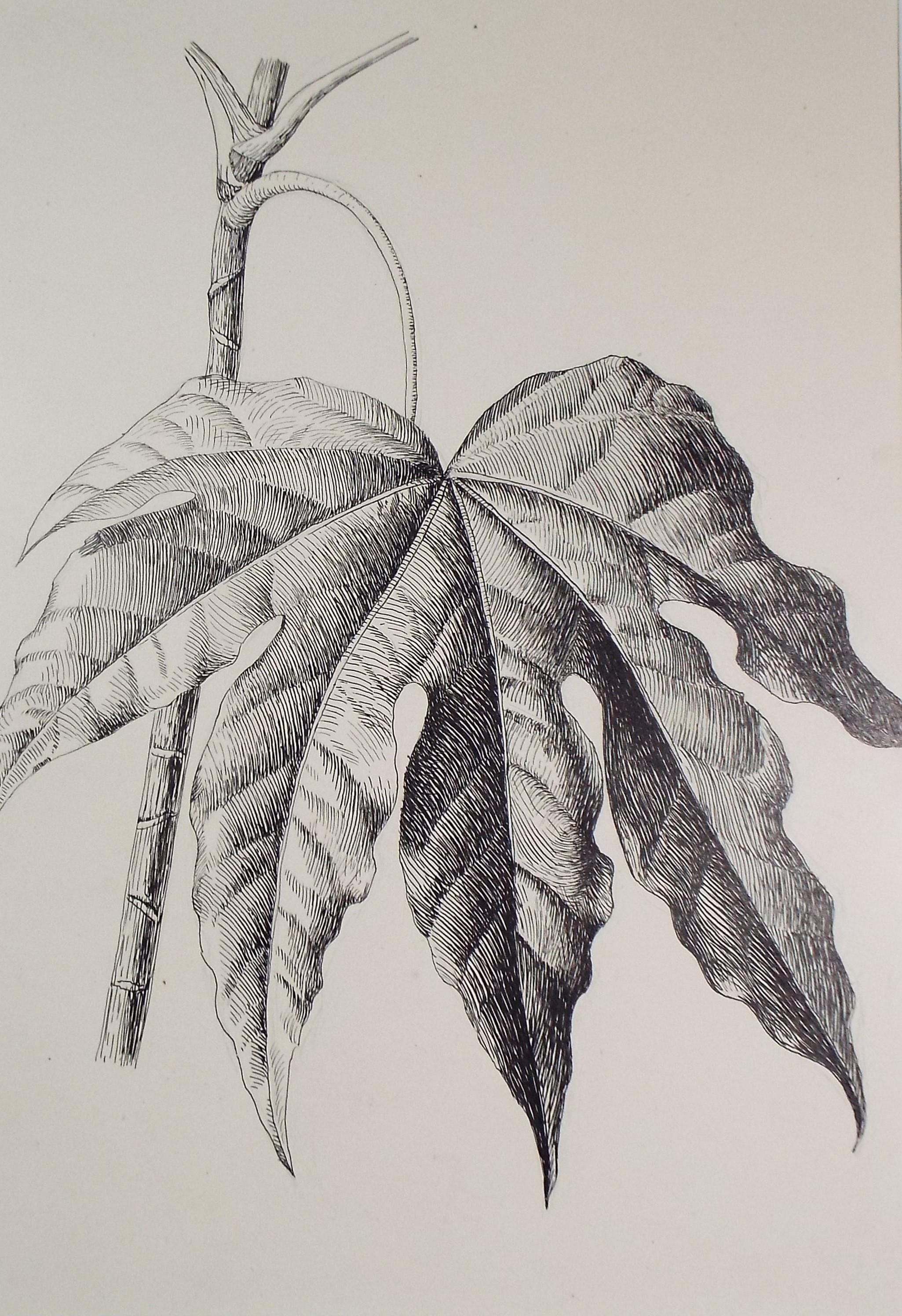 Original Pen & ink Sketch, 'Fatsia leaf', S A Southern, Dated 1897