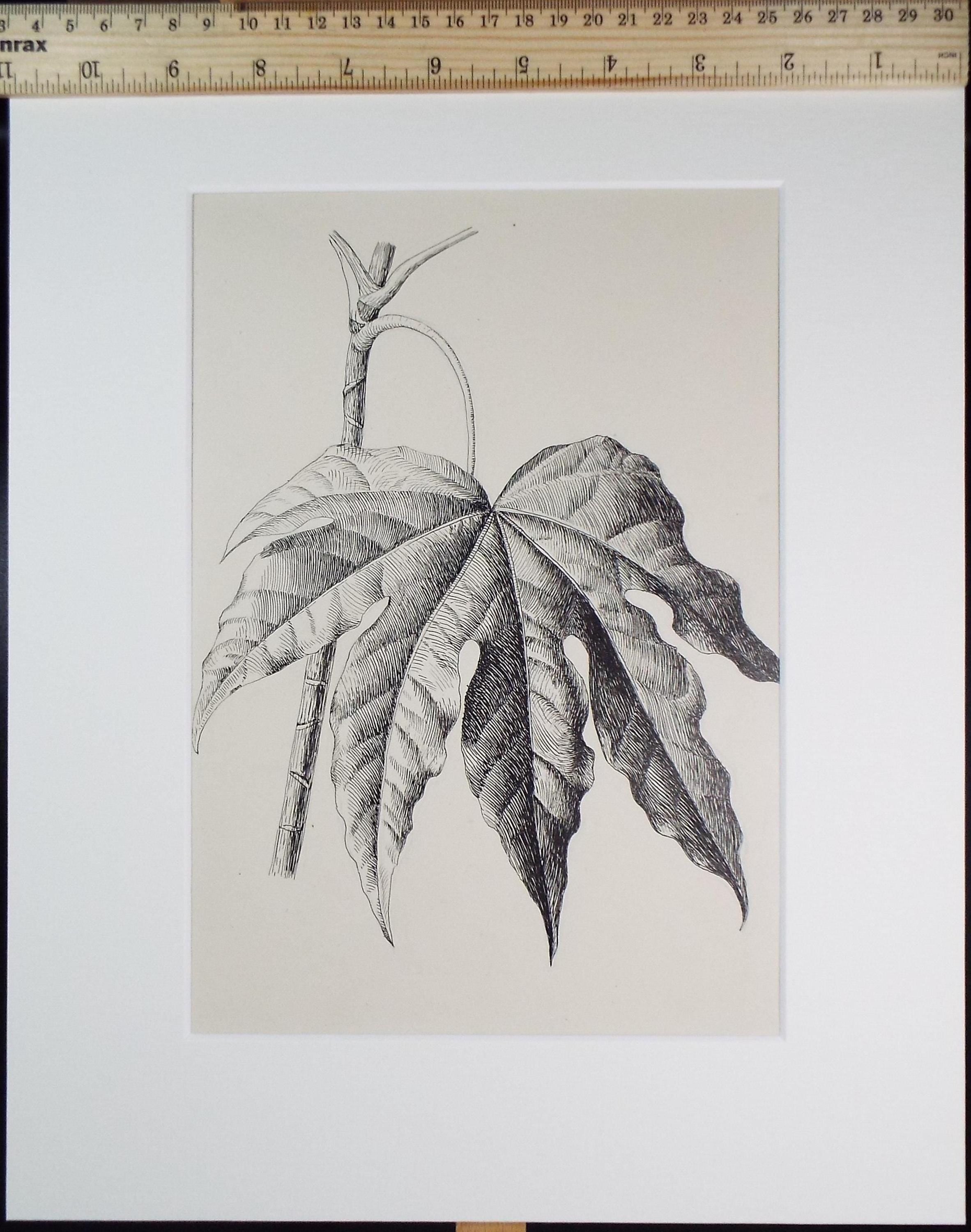Original Pen & ink Sketch, 'Fatsia leaf', S A Southern, Dated 1897